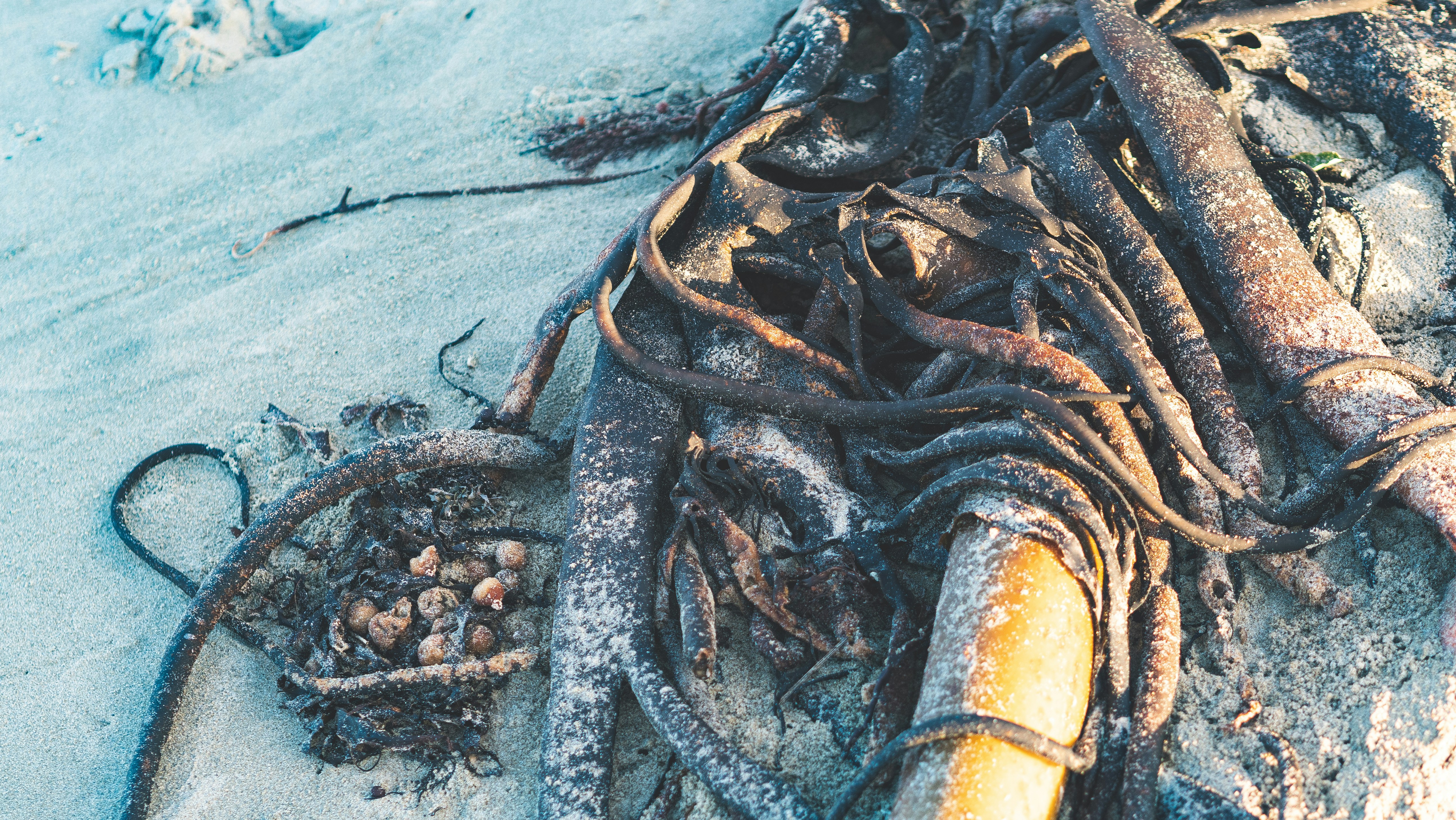 tree roots that have been removed from a sewer pipe - drain cleaning thousand oaks ca