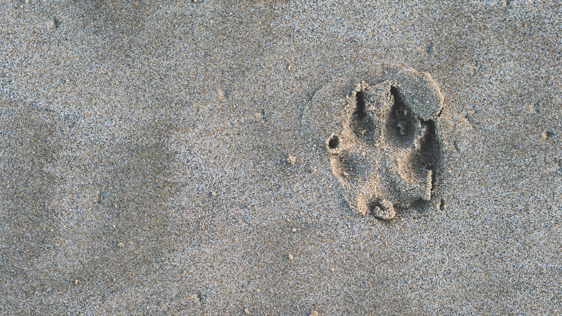 A dog paw prints in the sand on a beach