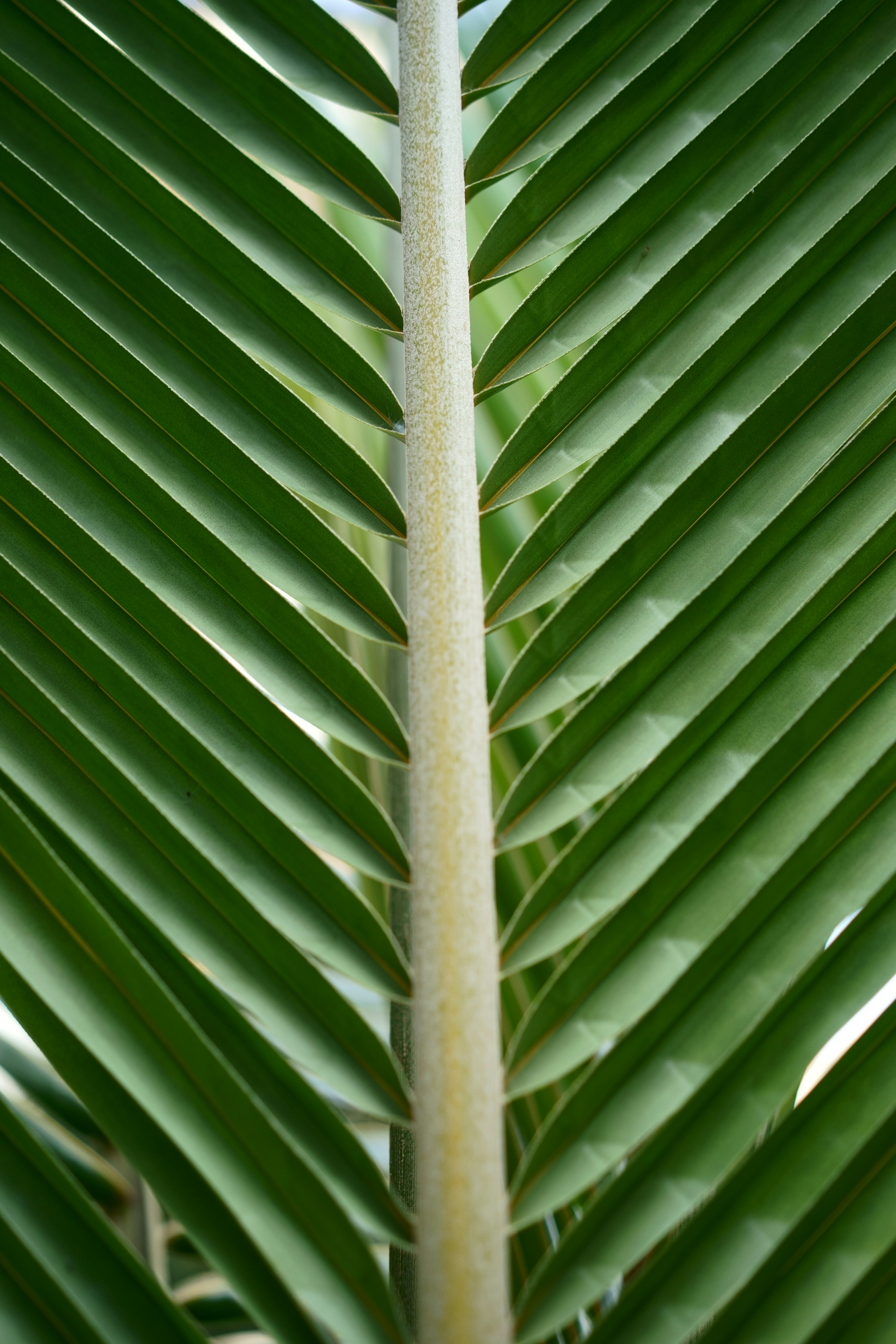 Palm Leaf with Spot Disease