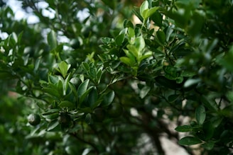 A close up of a tree with green leaves