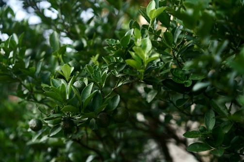 A close up of a tree with green leaves