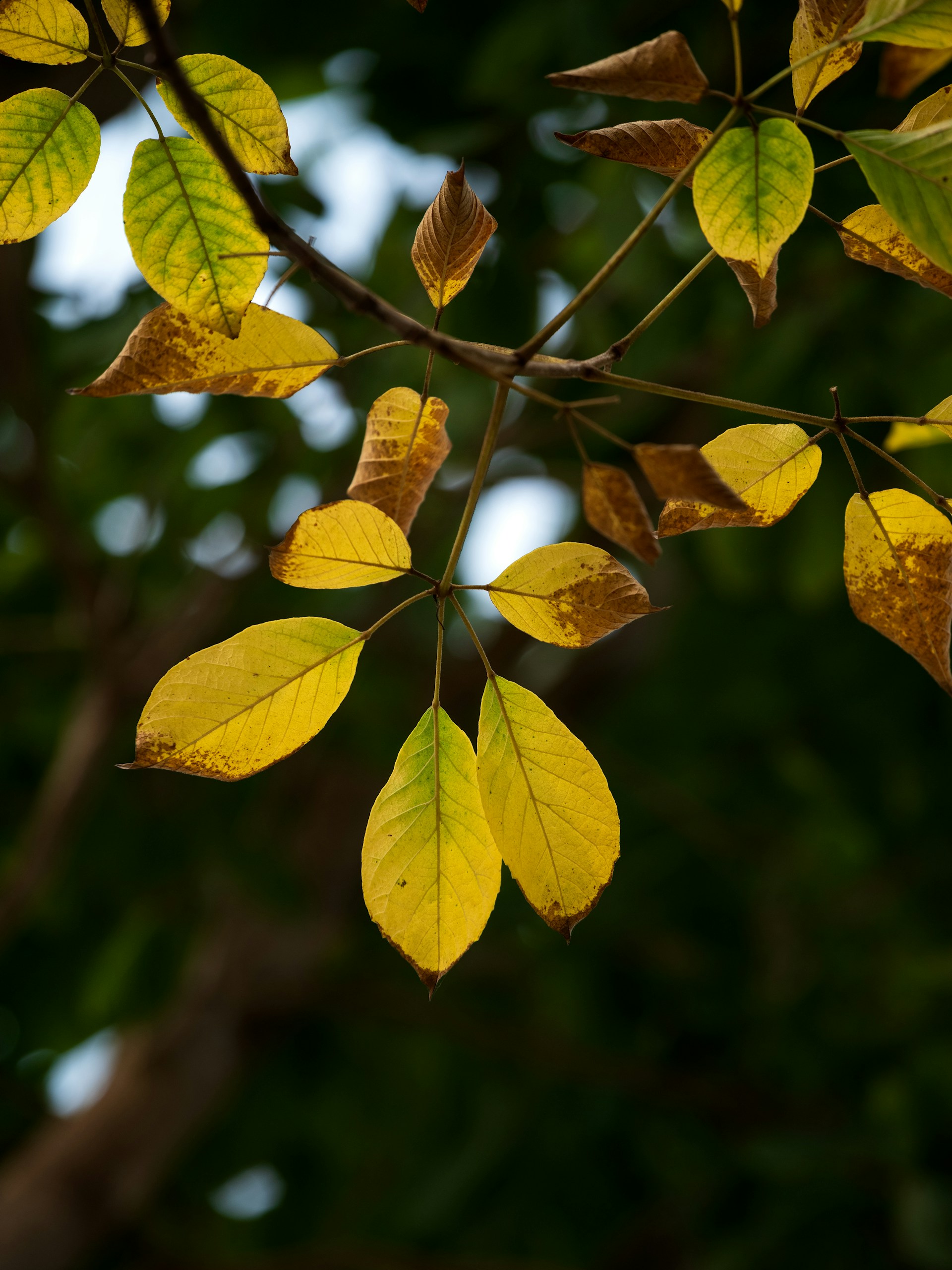 A tree branch with yellow leaves and green leaves