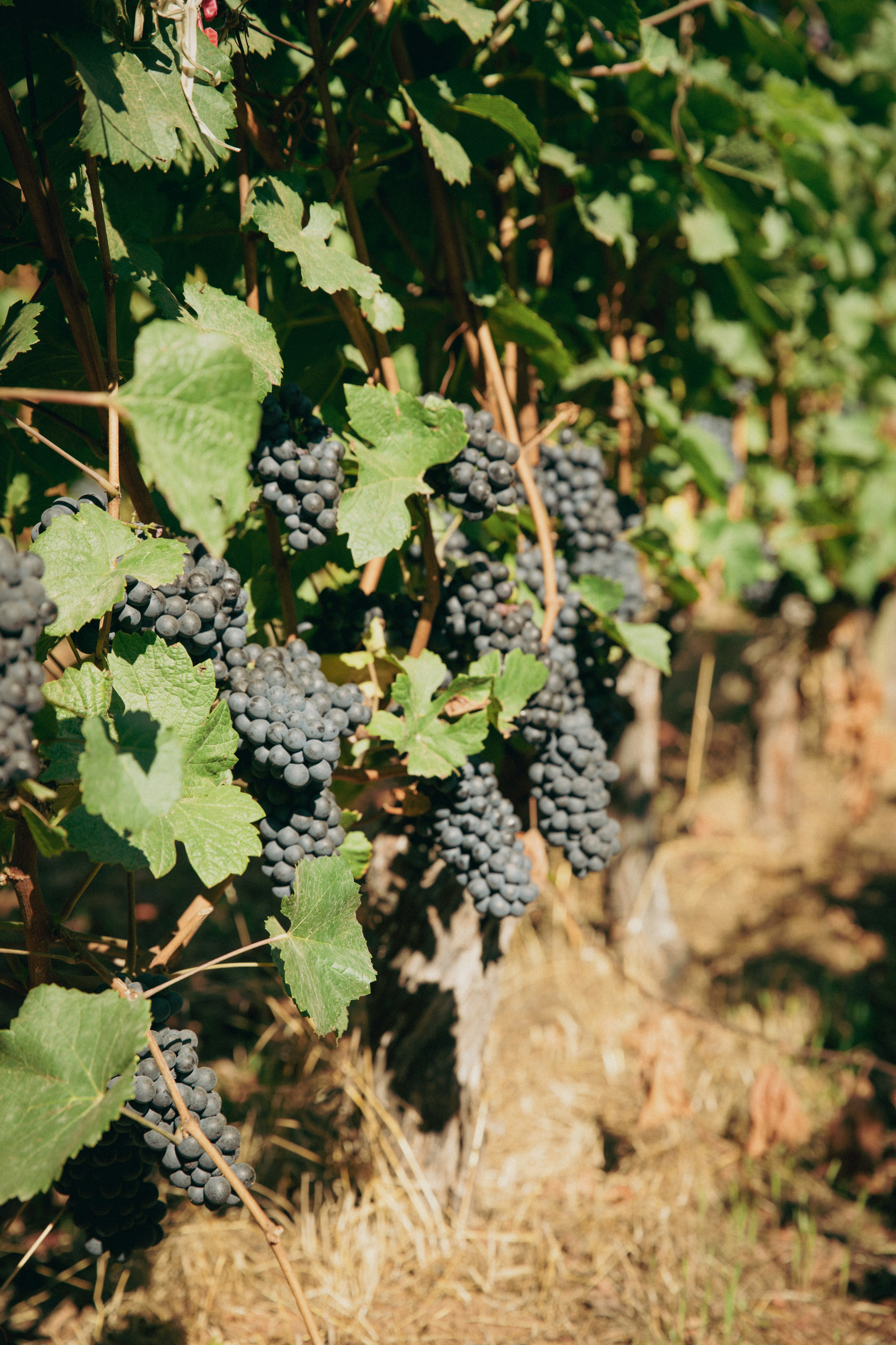 A bunch of grapes hanging from a vine