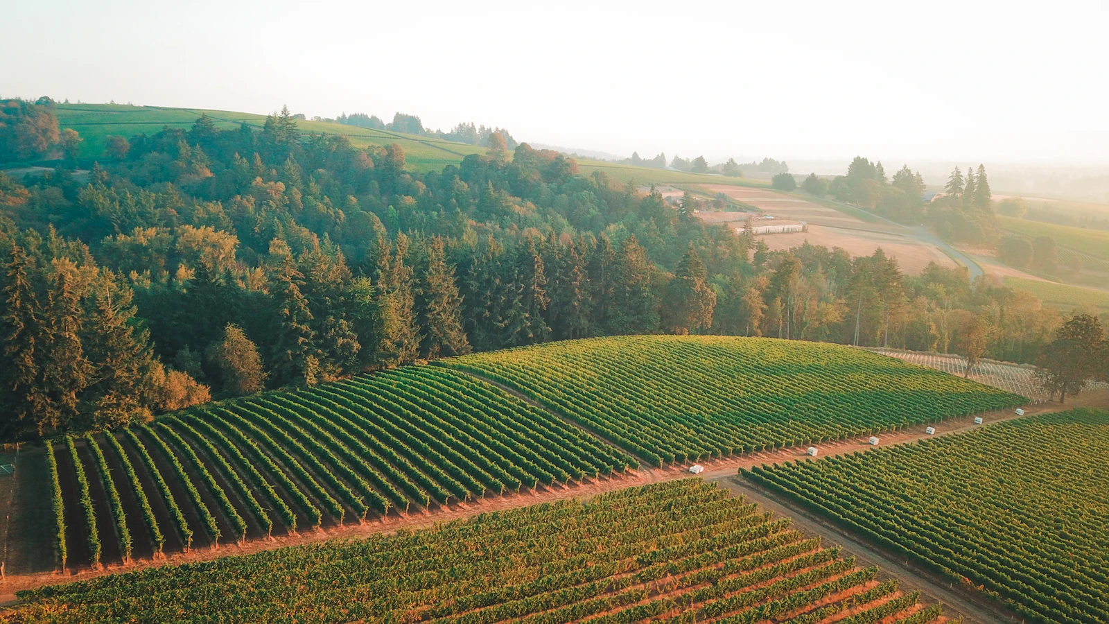 Aerial view of a vineyard in the Willamette Valley