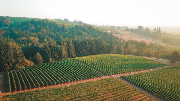 Willamette Valley Oregon vineyard aerial