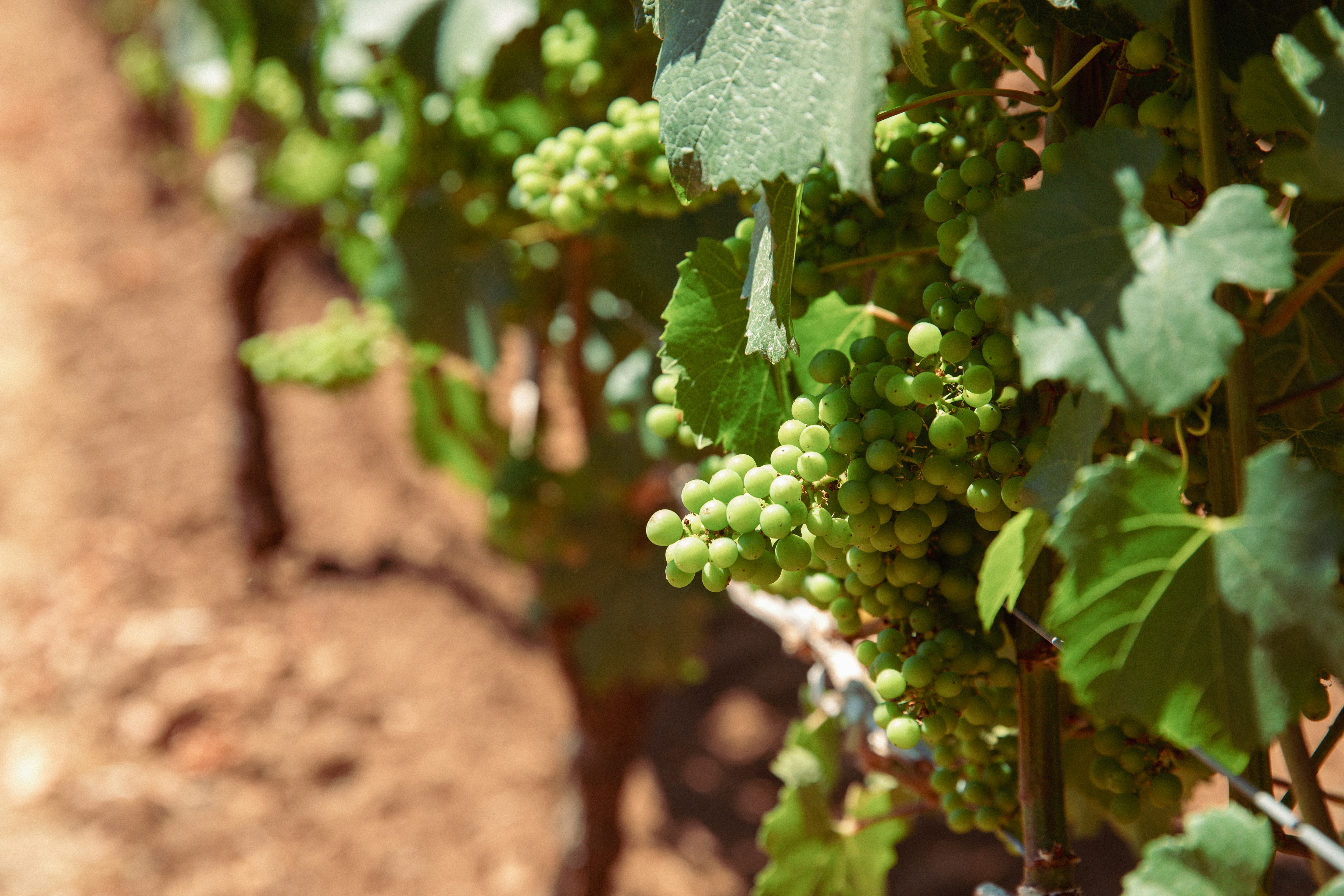 Photo by mollyrbailey