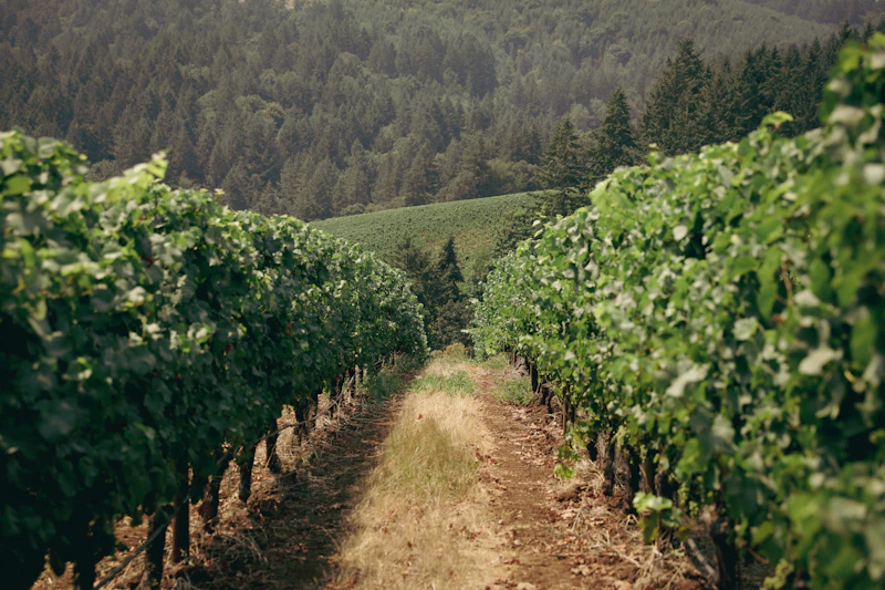 Ponzi Vineyards — Willamette Valley Oregon winery and tasting room