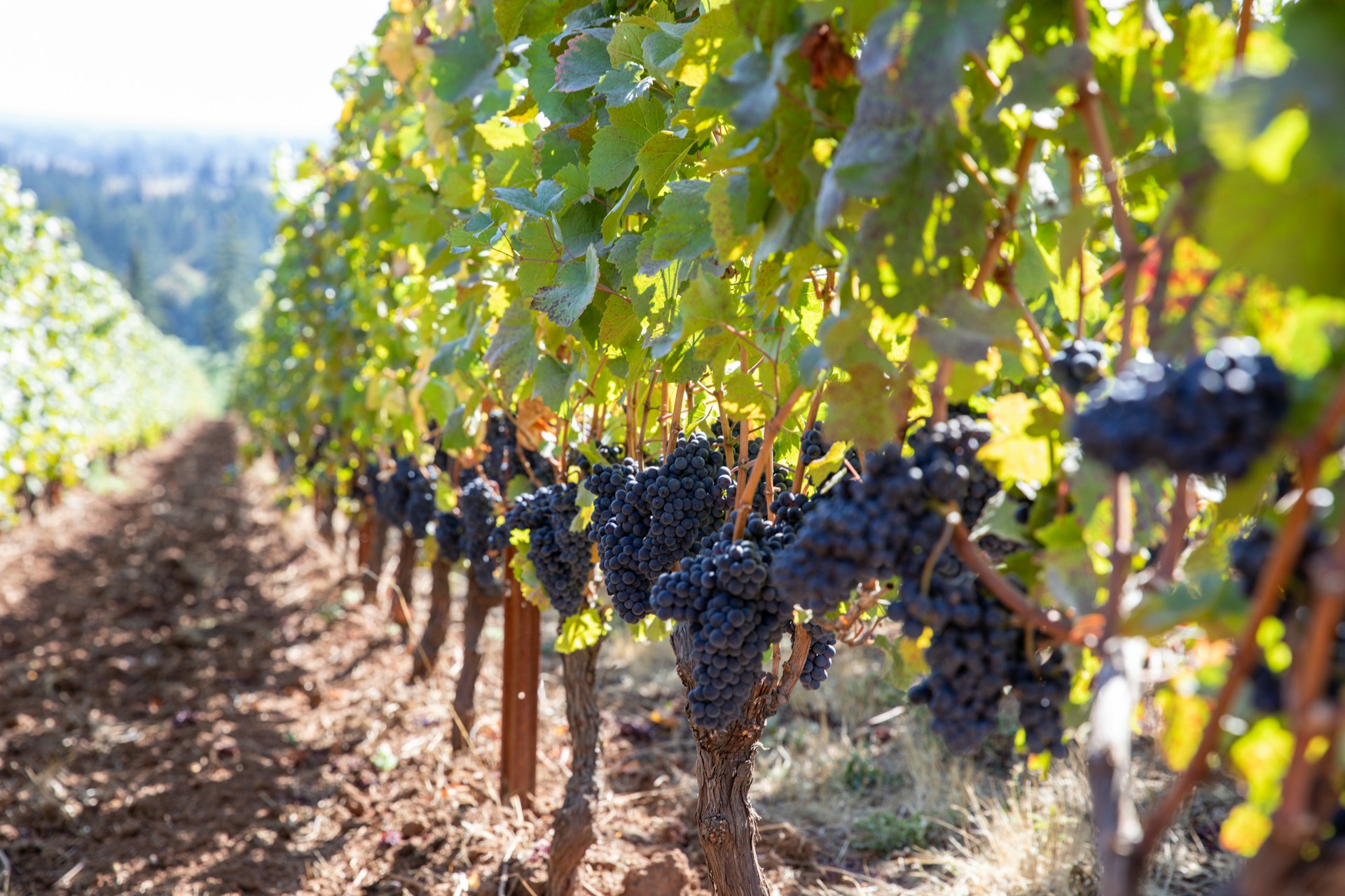 A bunch of grapes that are growing in a vineyard