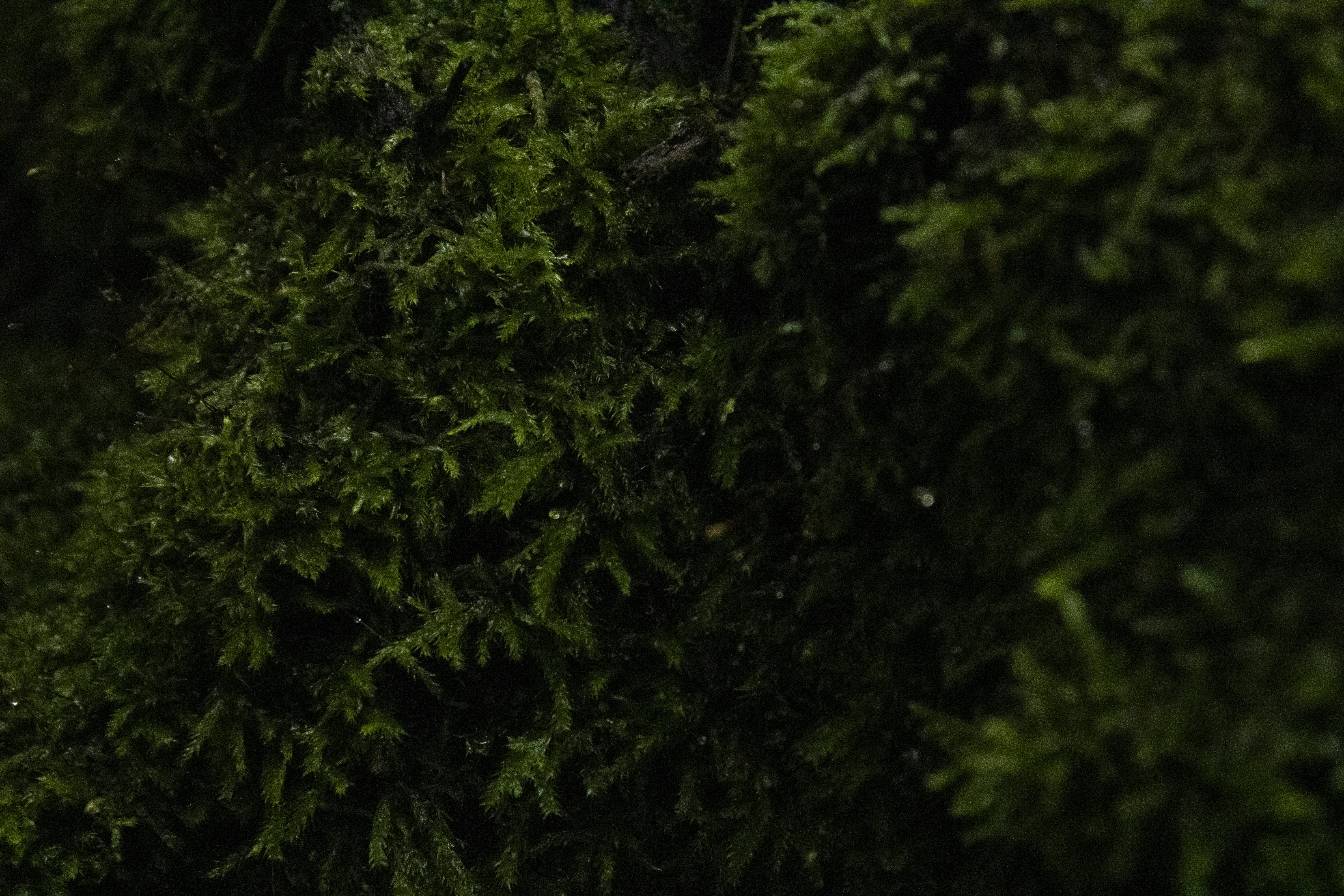 rainy forest wallpaper, wallpaper, Camping with Kids in the Rain: A Guide 2