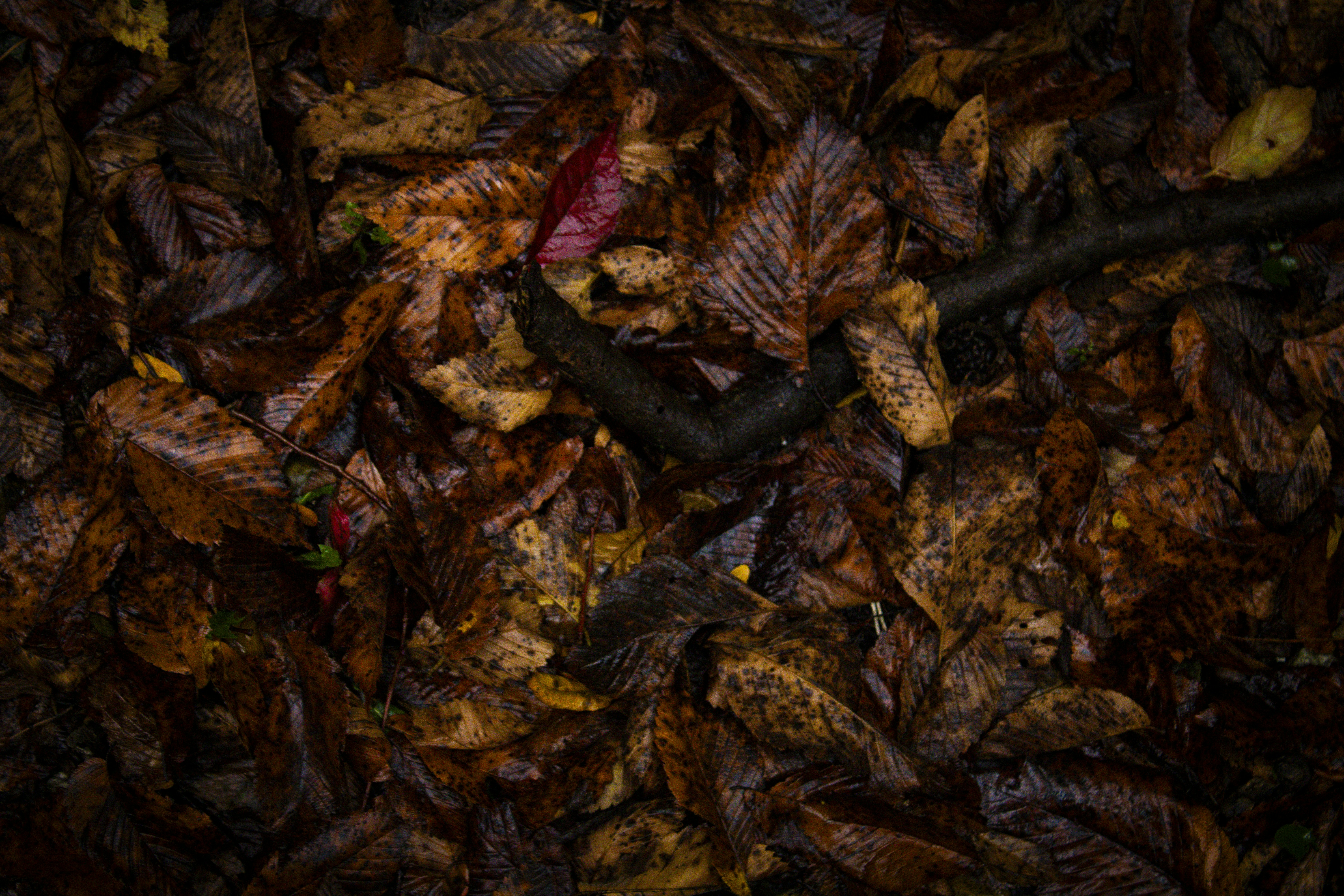 Photo by one23four56