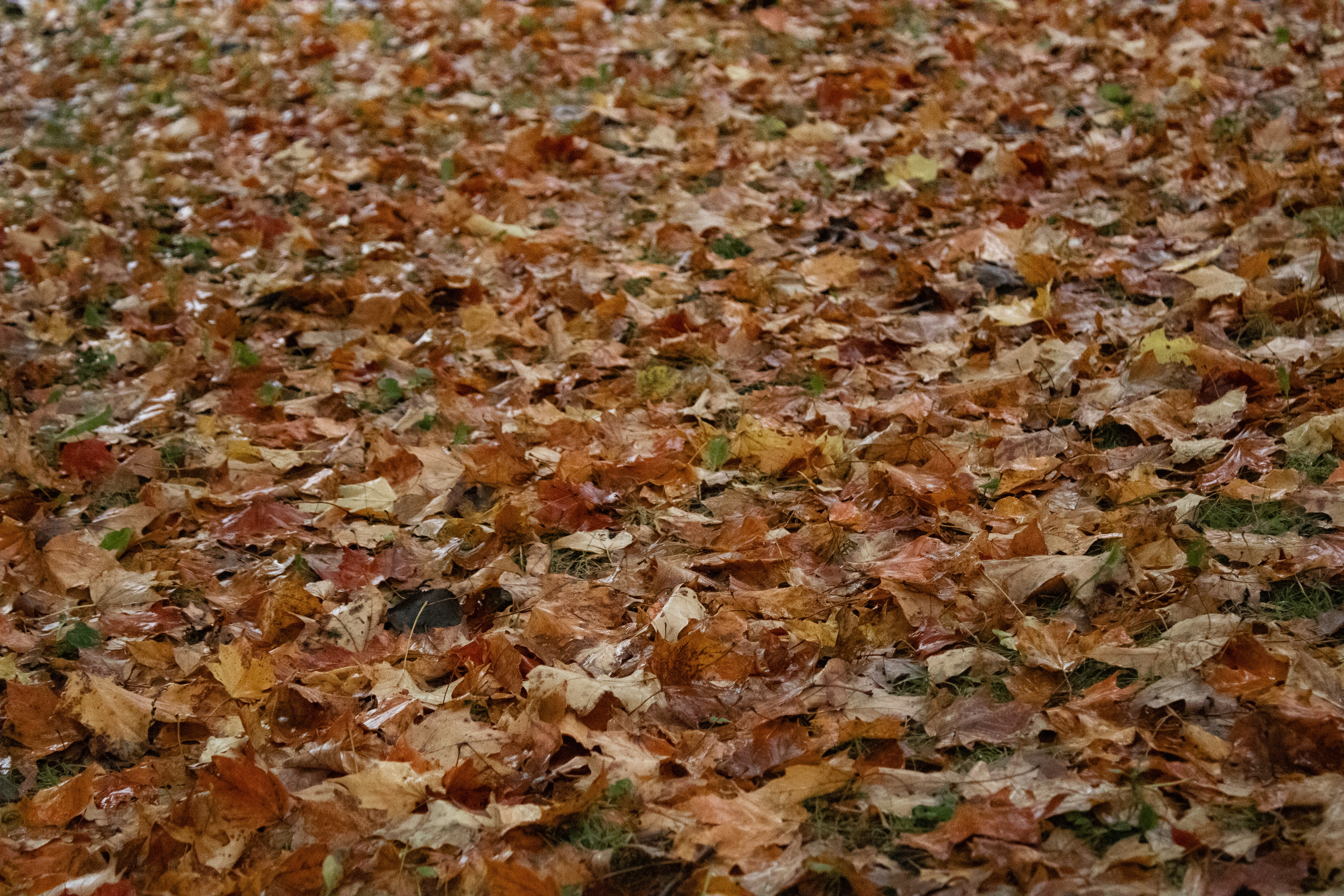 Fall Leaves Background Pictures | Download Free Images on Unsplash