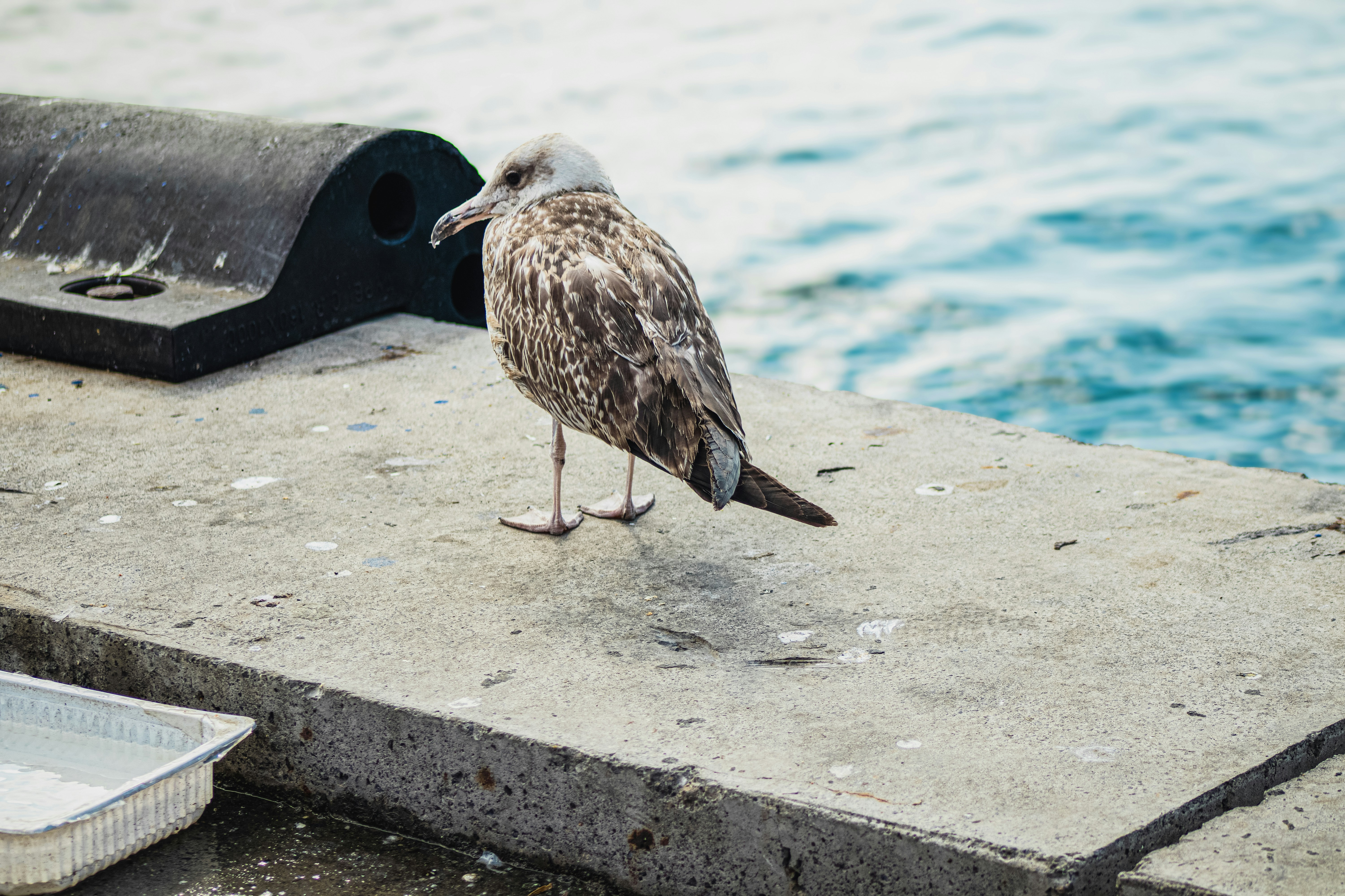 Photo by servetphotograph