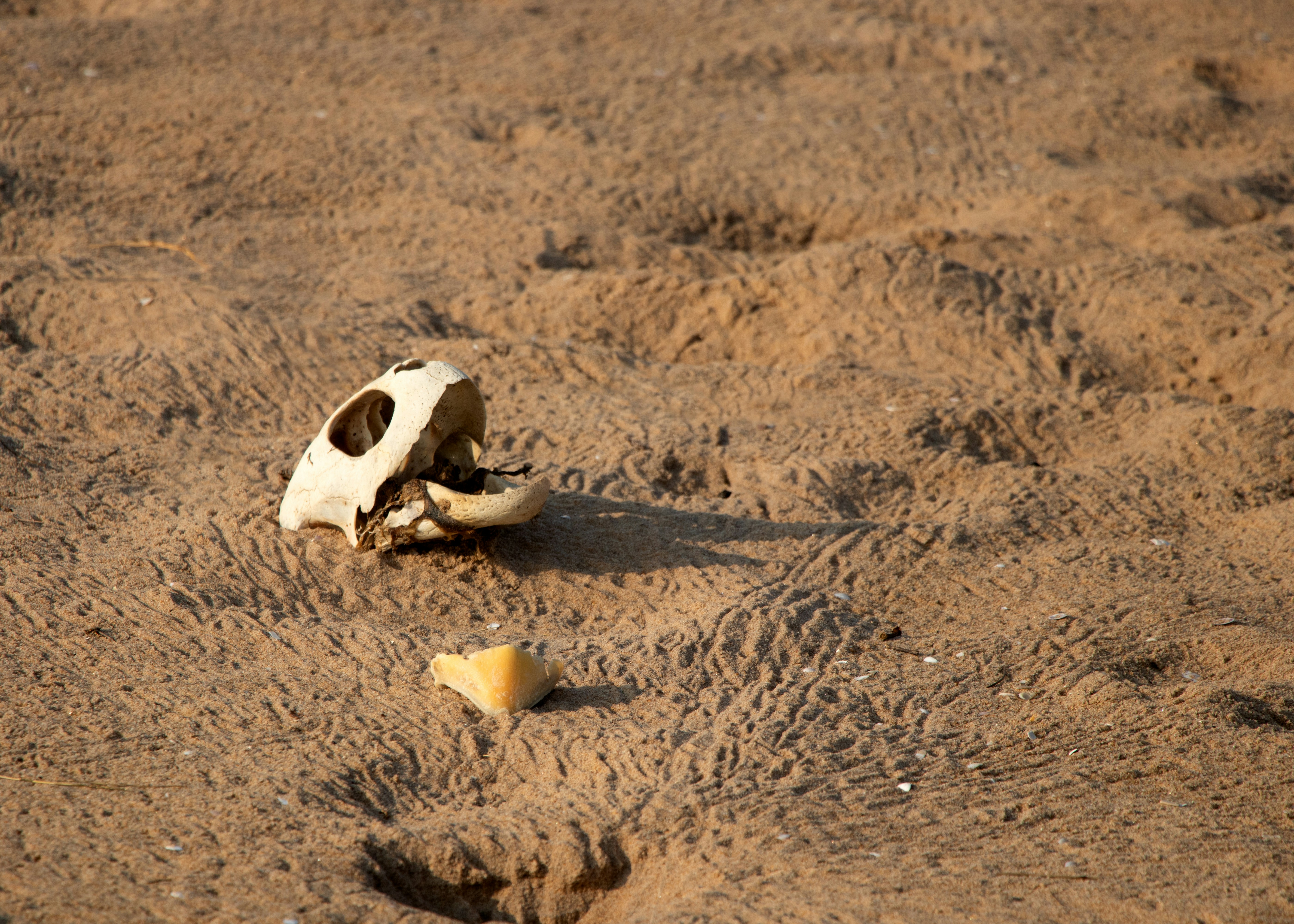 The Desert Dweller’s Bone Shield (image credits: unsplash)