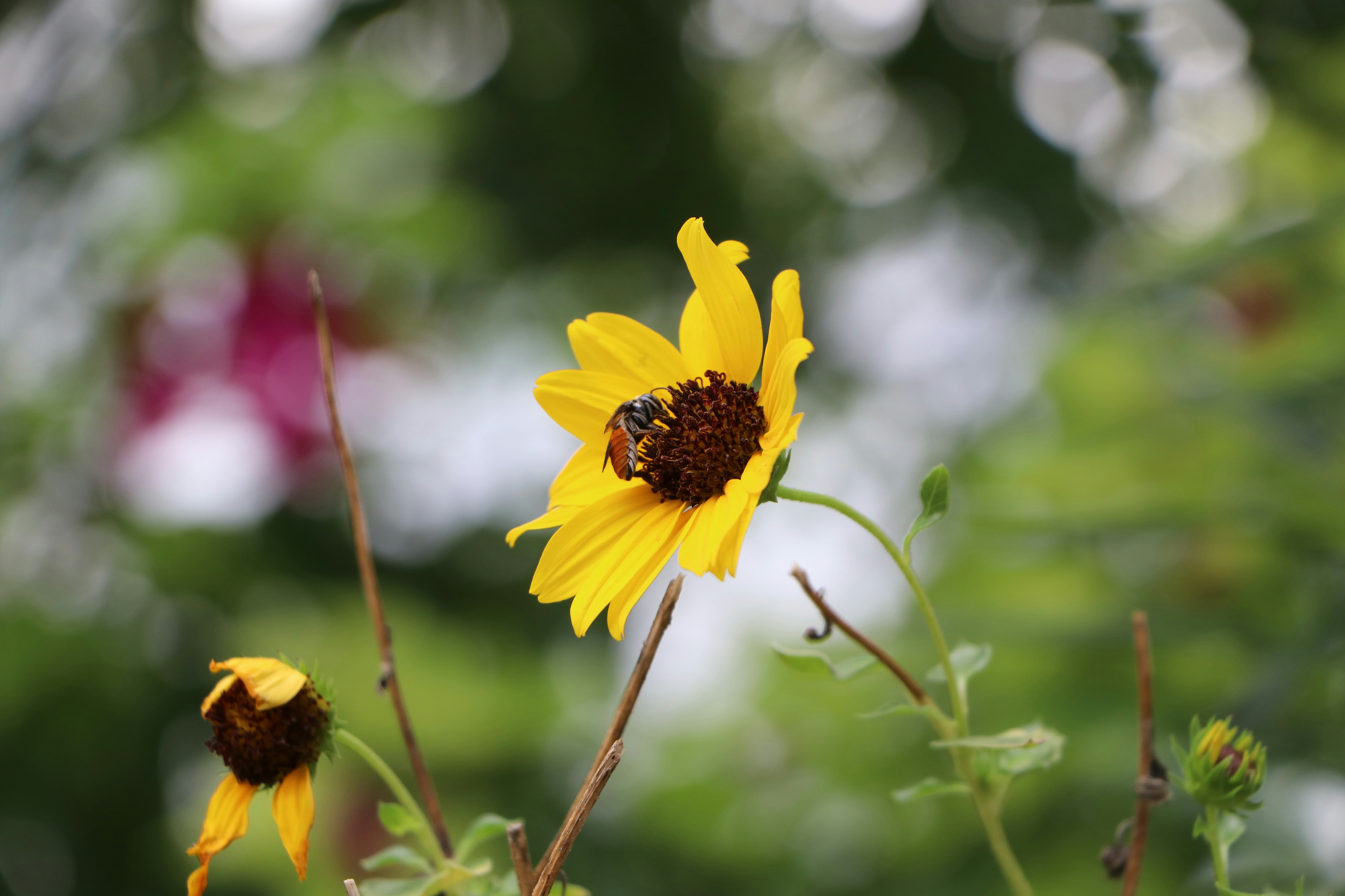 Photo by muskan_dev_00