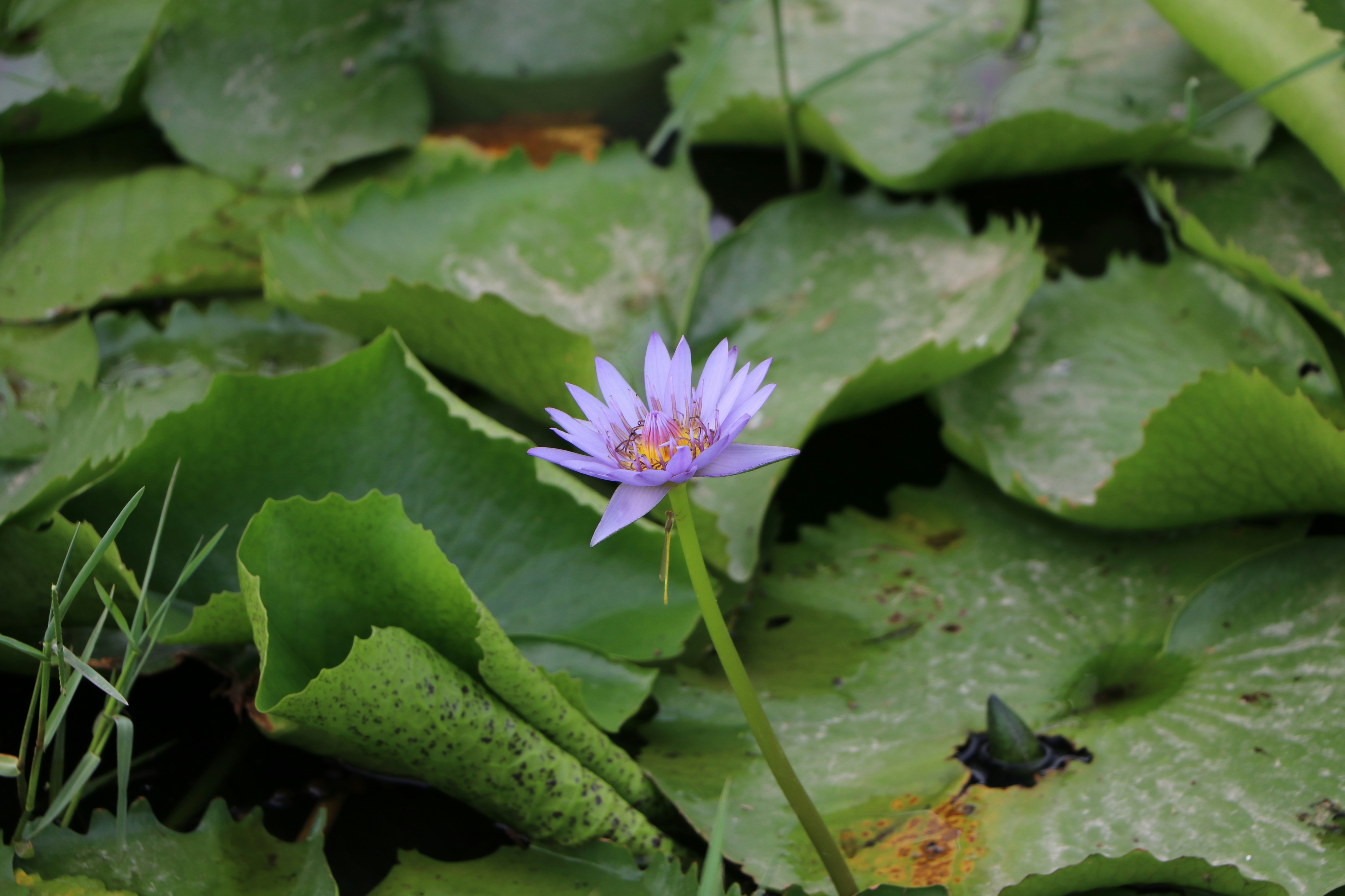 Photo by muskan_dev_00