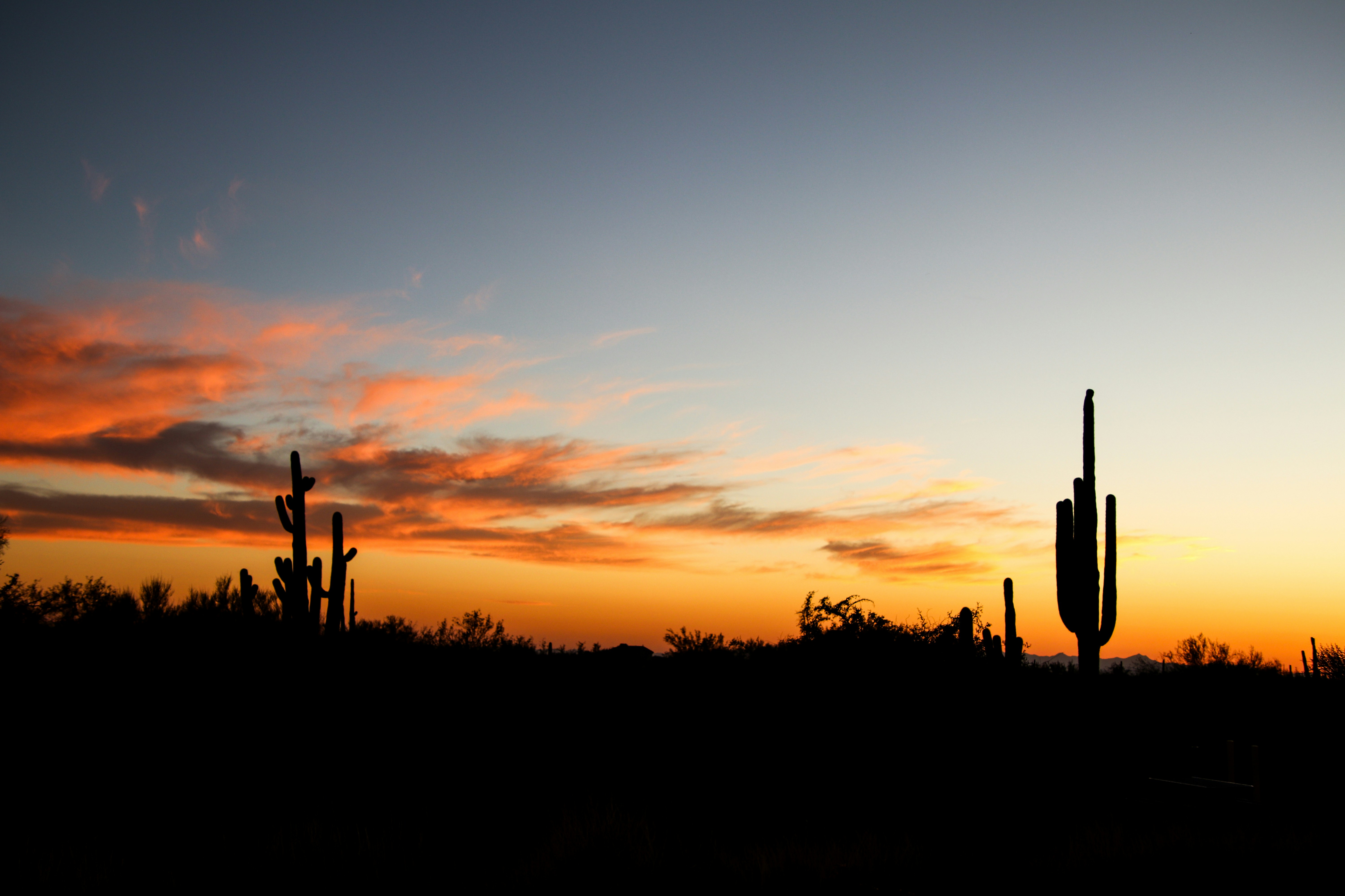 A silhouette of a cactus and a sunset
