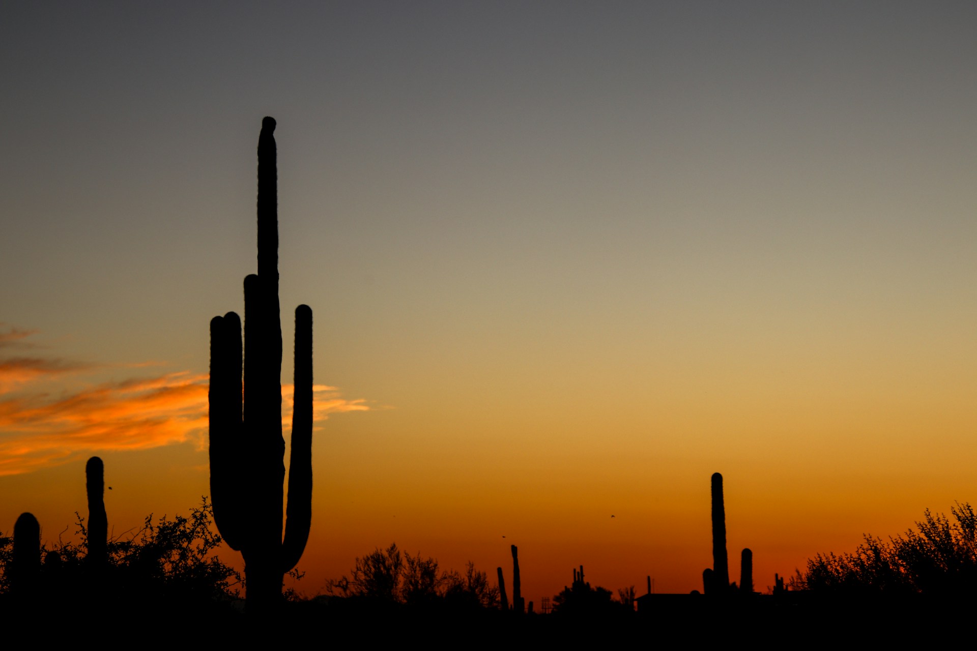 A silhouette of a cactus against a sunset