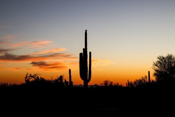 A silhouette of a cactus against a sunset