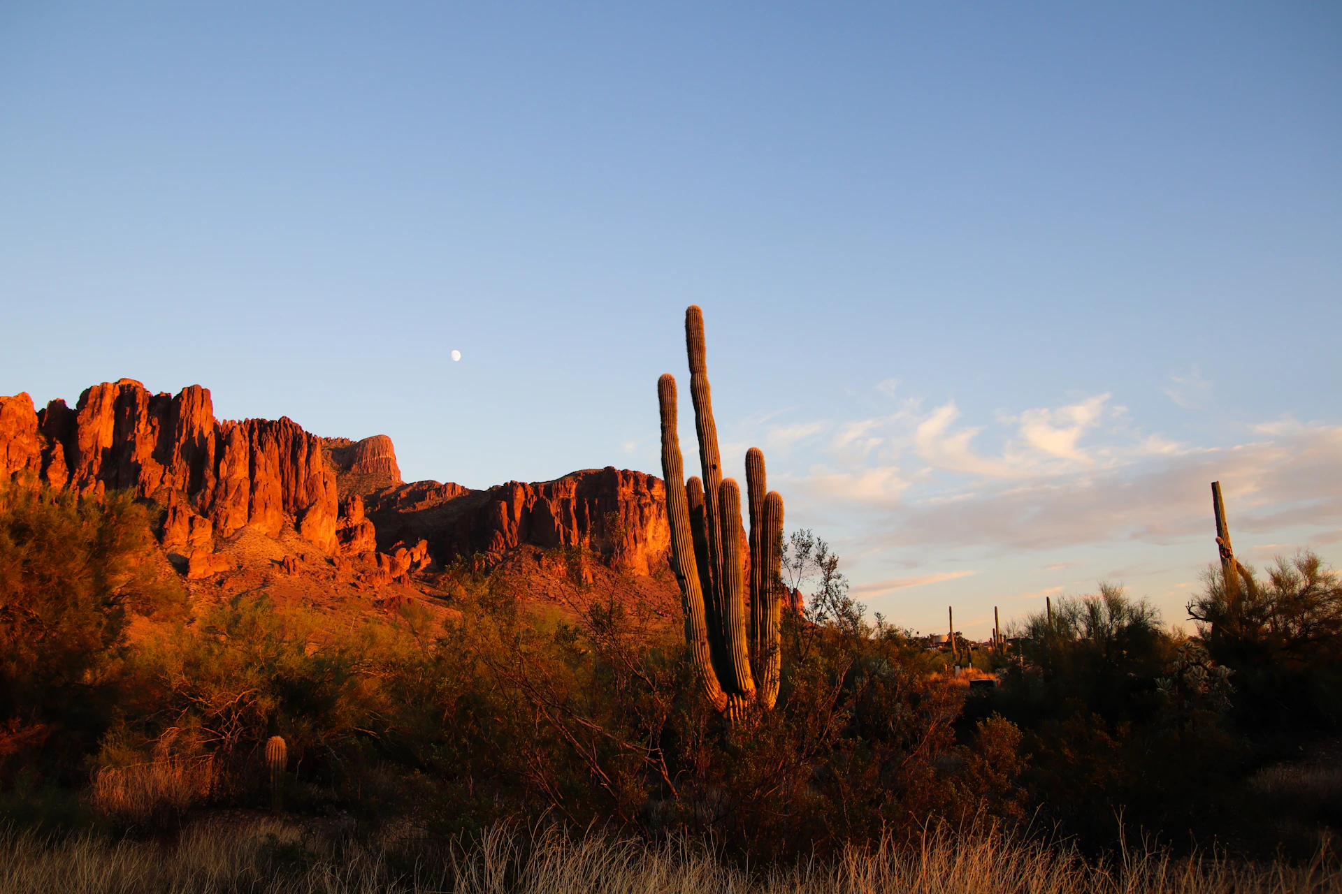 A desert landscape with cactus trees and mountains in the background