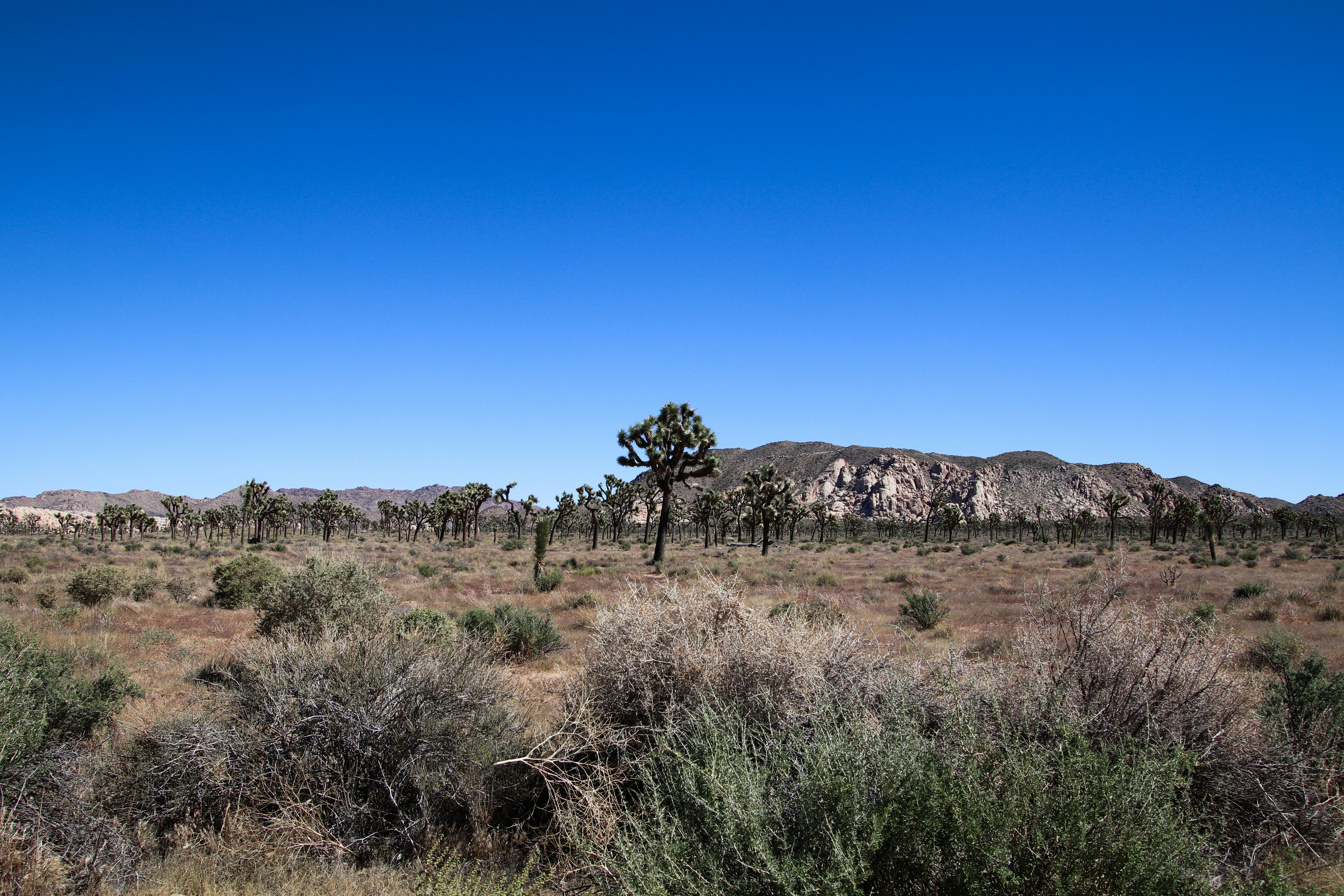 A desert landscape with trees and bushes in the foreground, 