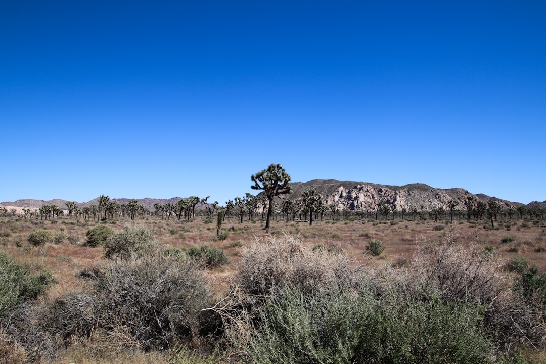 A desert landscape with trees and bushes in the foreground,