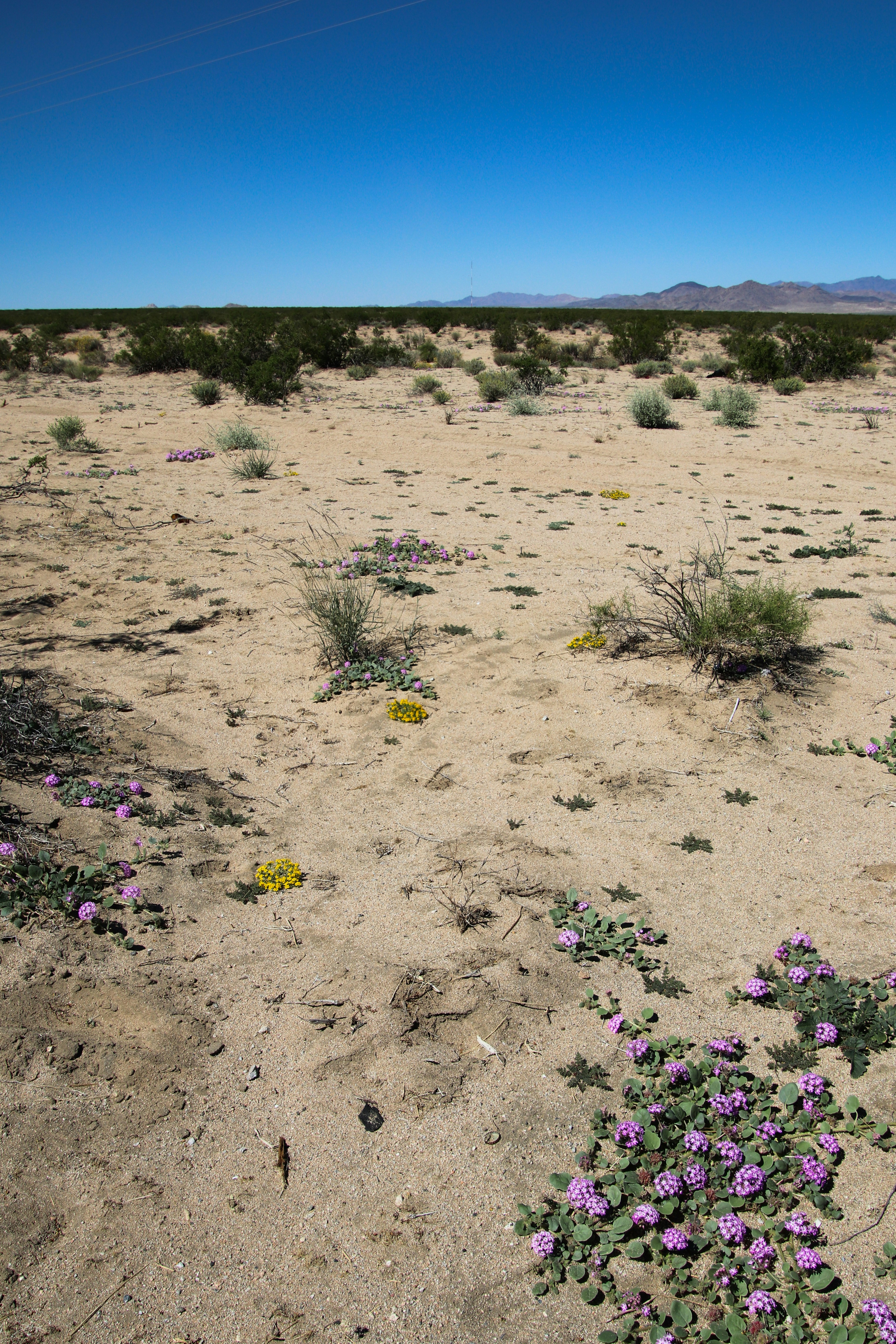Heavy Metal Tolerance and Bioremediation (image credits: unsplash)