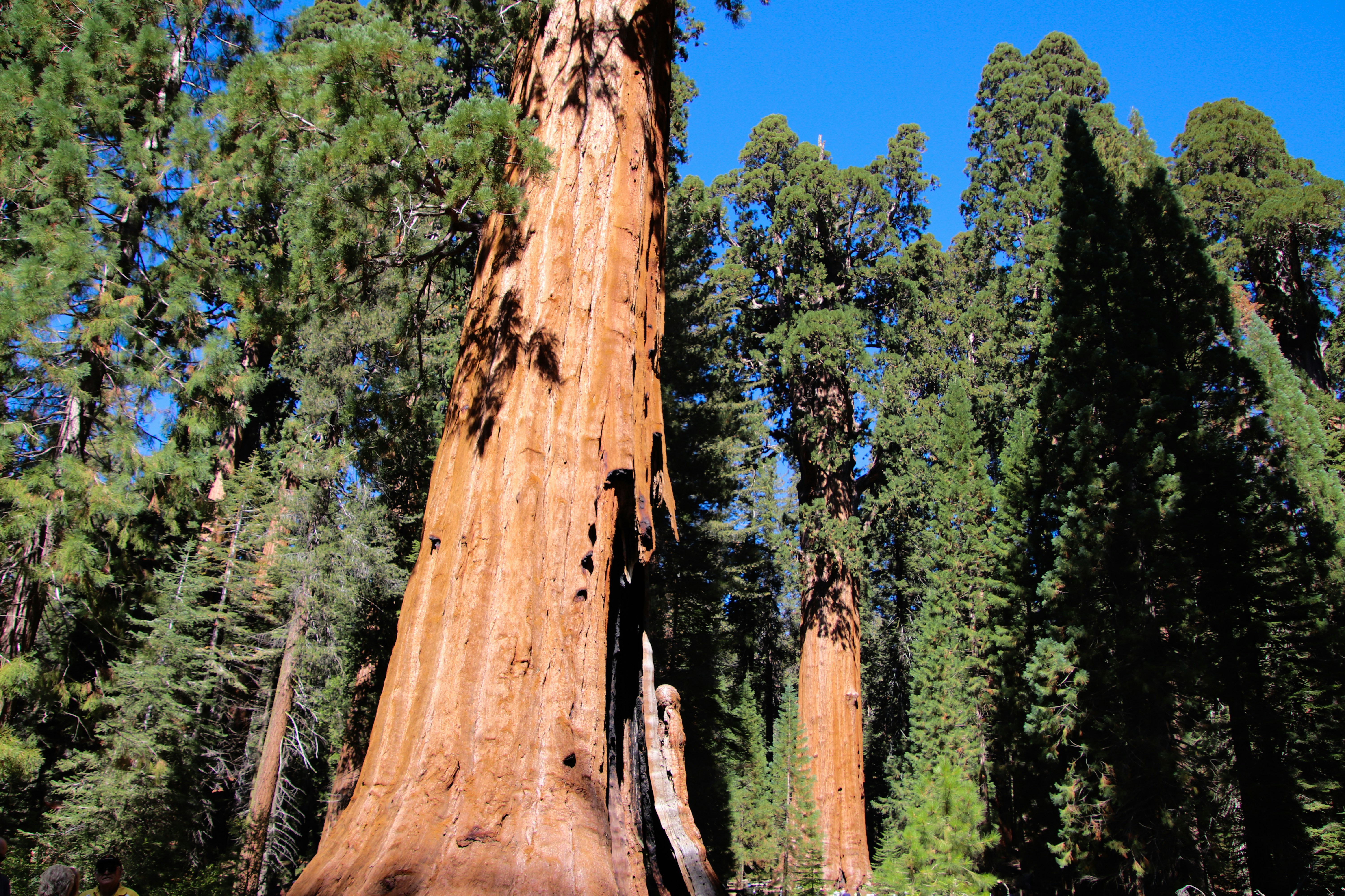 A large tree in the middle of a forest photo – Free Forest Image on ...