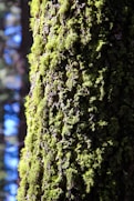 A close up of a mossy tree trunk