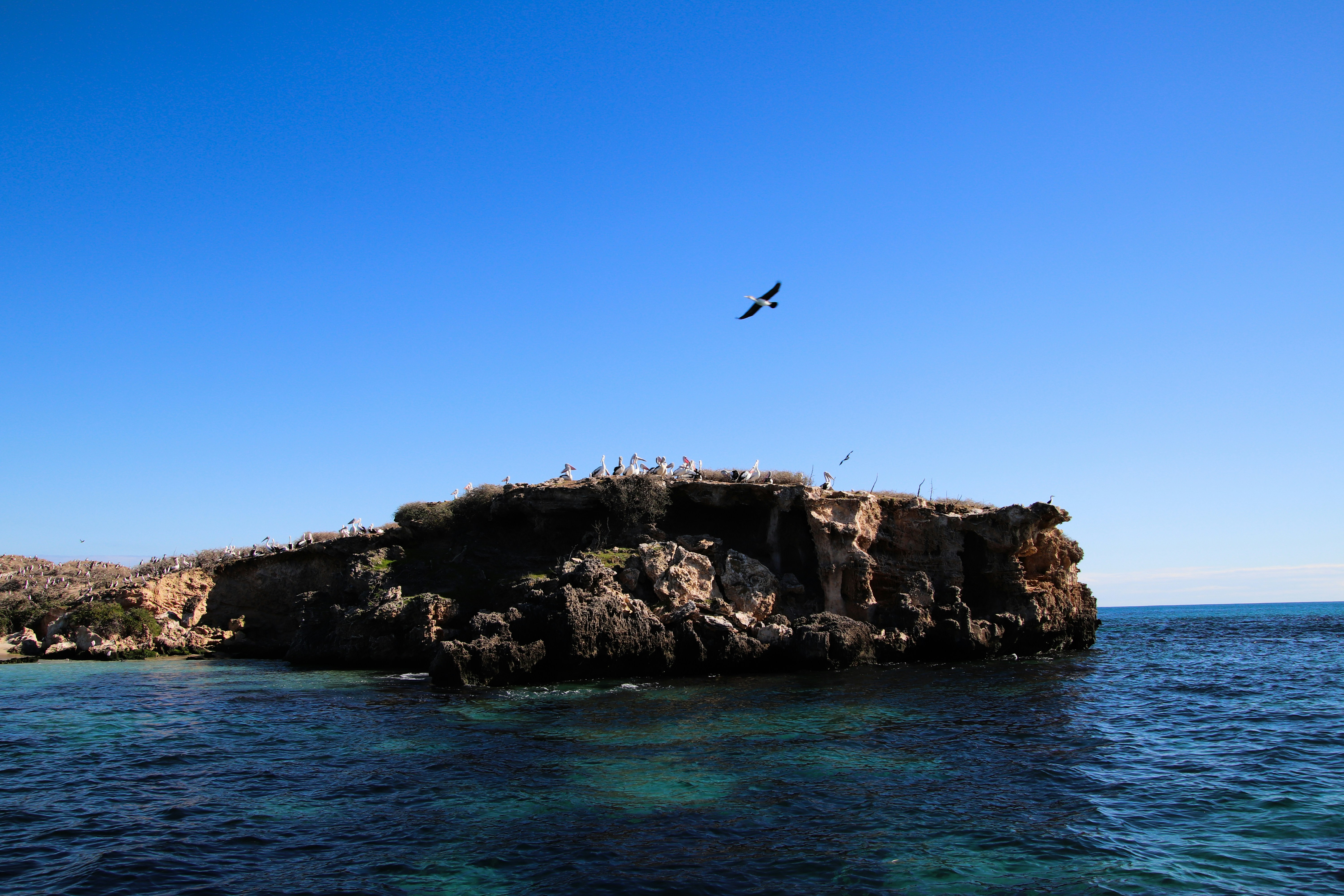 Seekor burung terbang di atas pulau kecil di tengah lautan