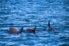 A group of dolphins swimming in a body of water