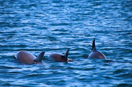 A group of dolphins swimming in a body of water