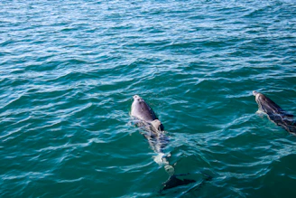 Two dolphins swimming in the water near each other