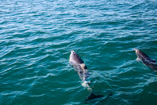 Two dolphins swimming in the water near each other