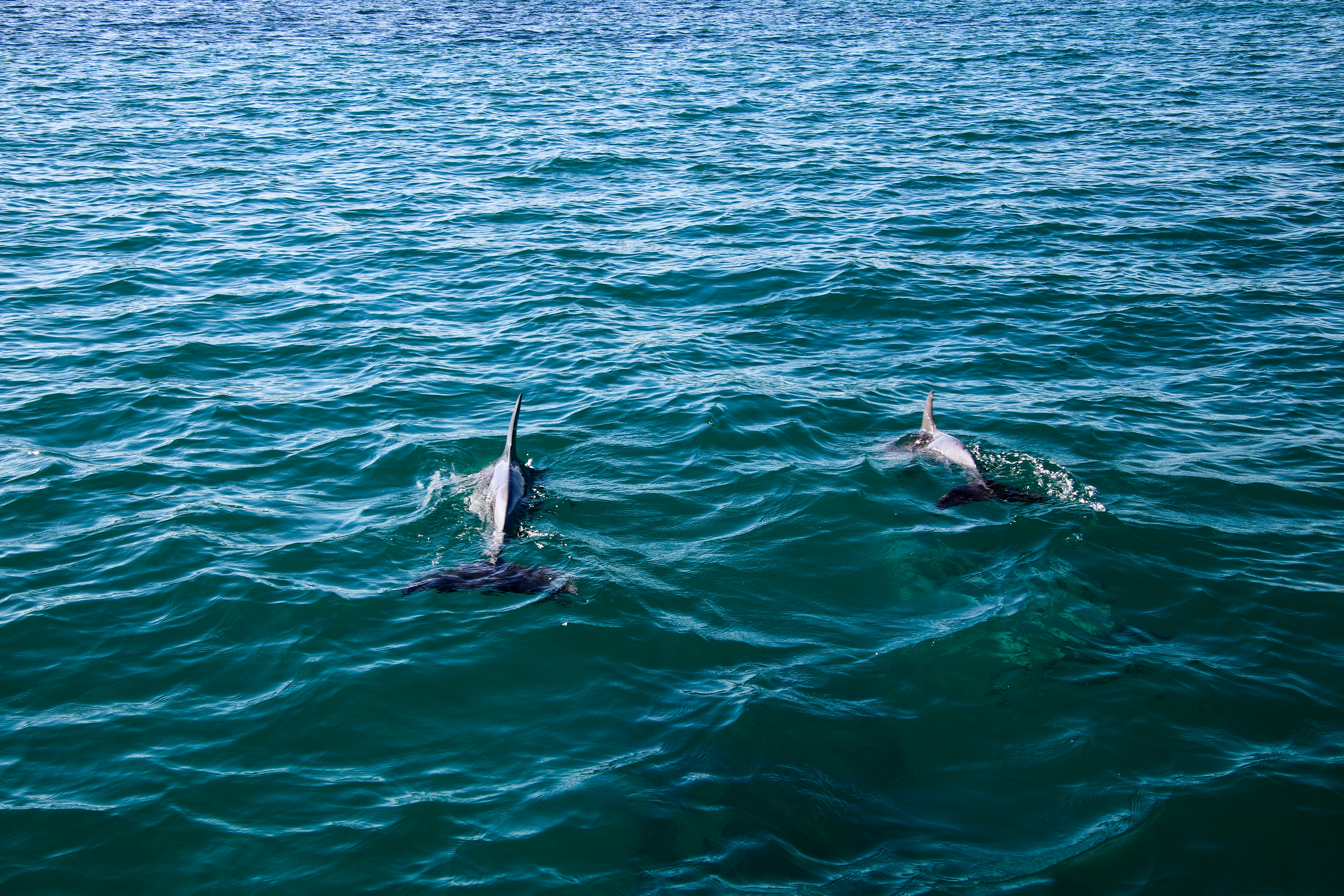 Bottlenose Dolphins swimming close to shore