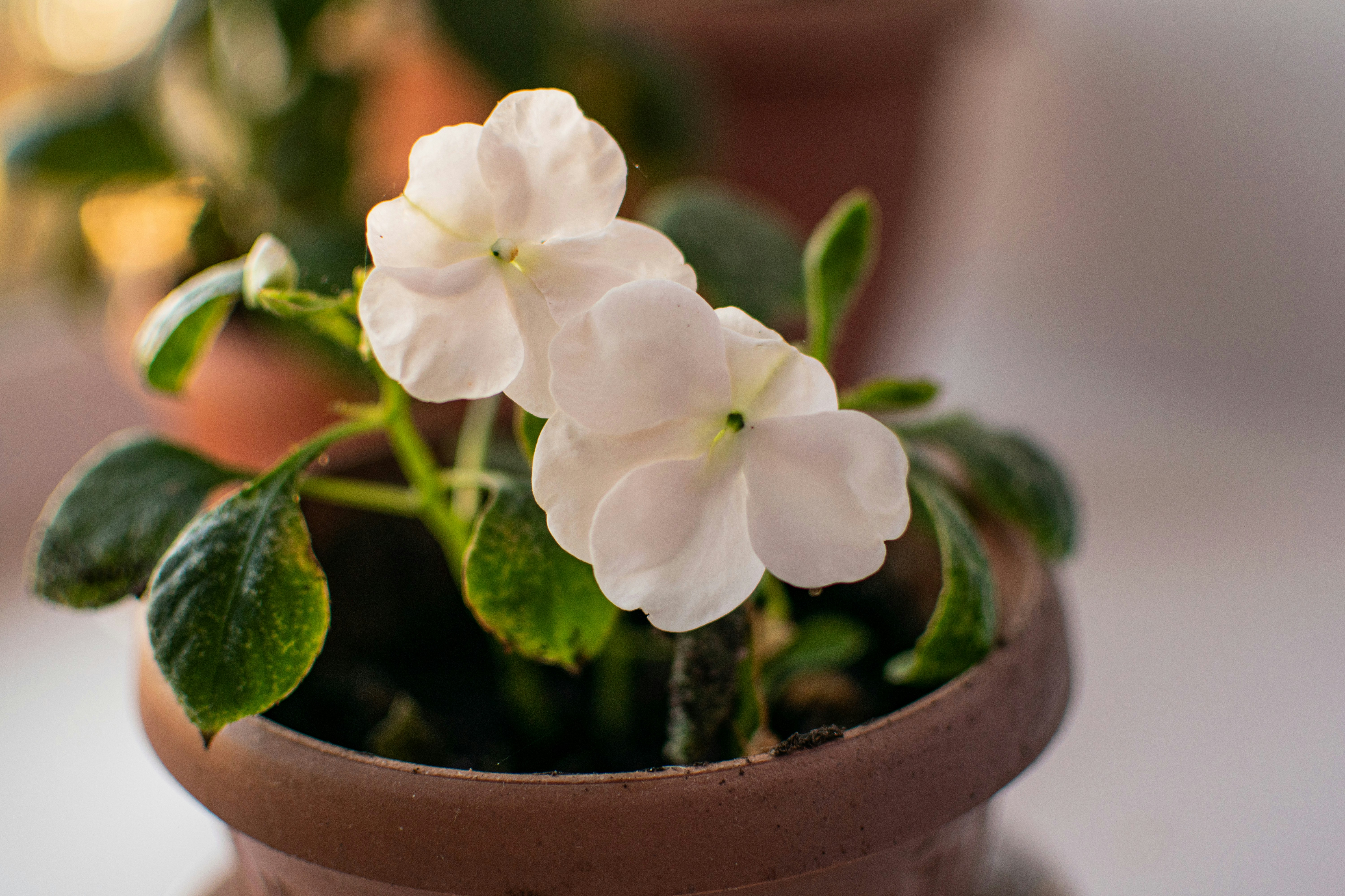 A potted plant with white flowers on a table