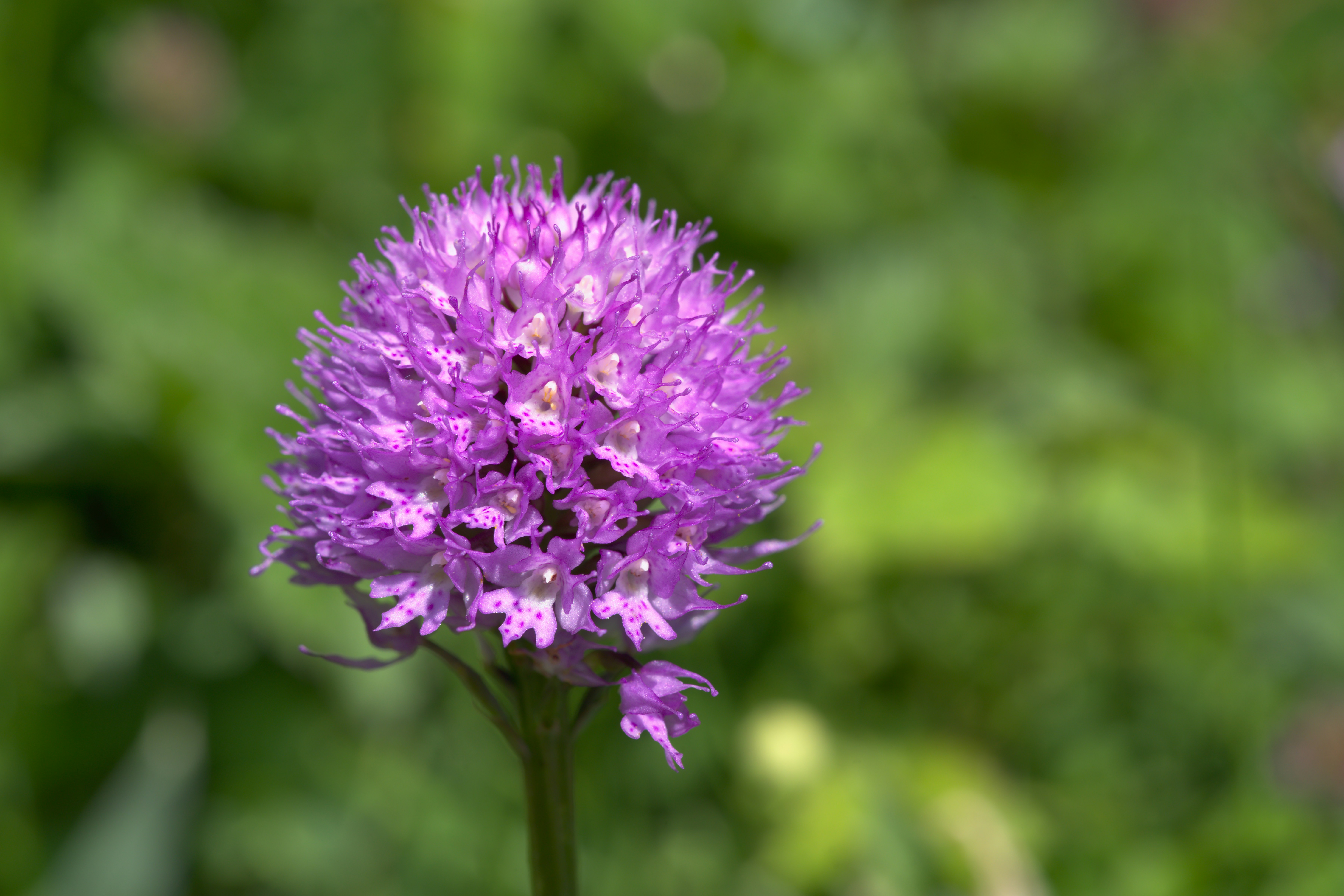 A close up of a purple flower in a field