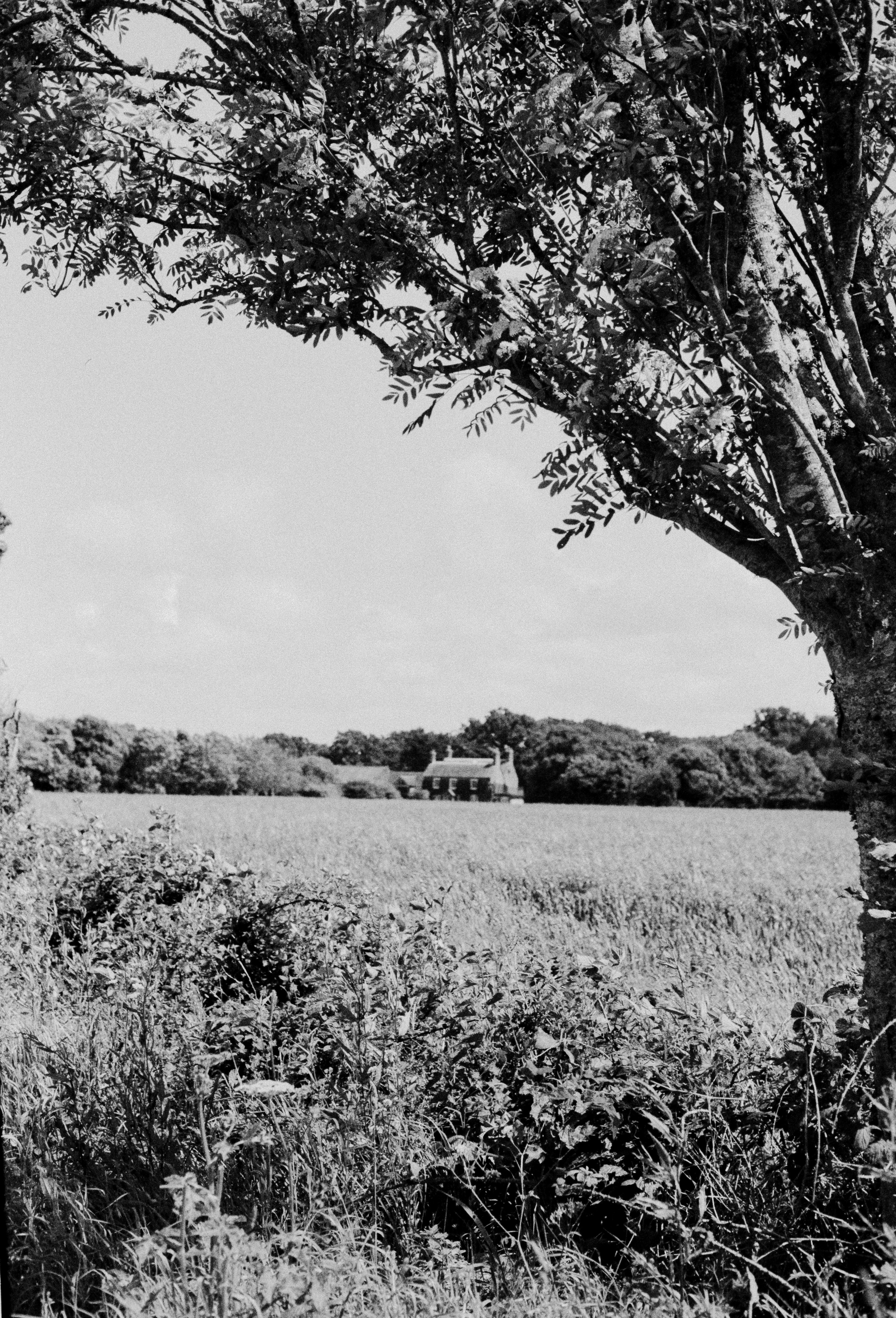 A black and white photo of a field with trees