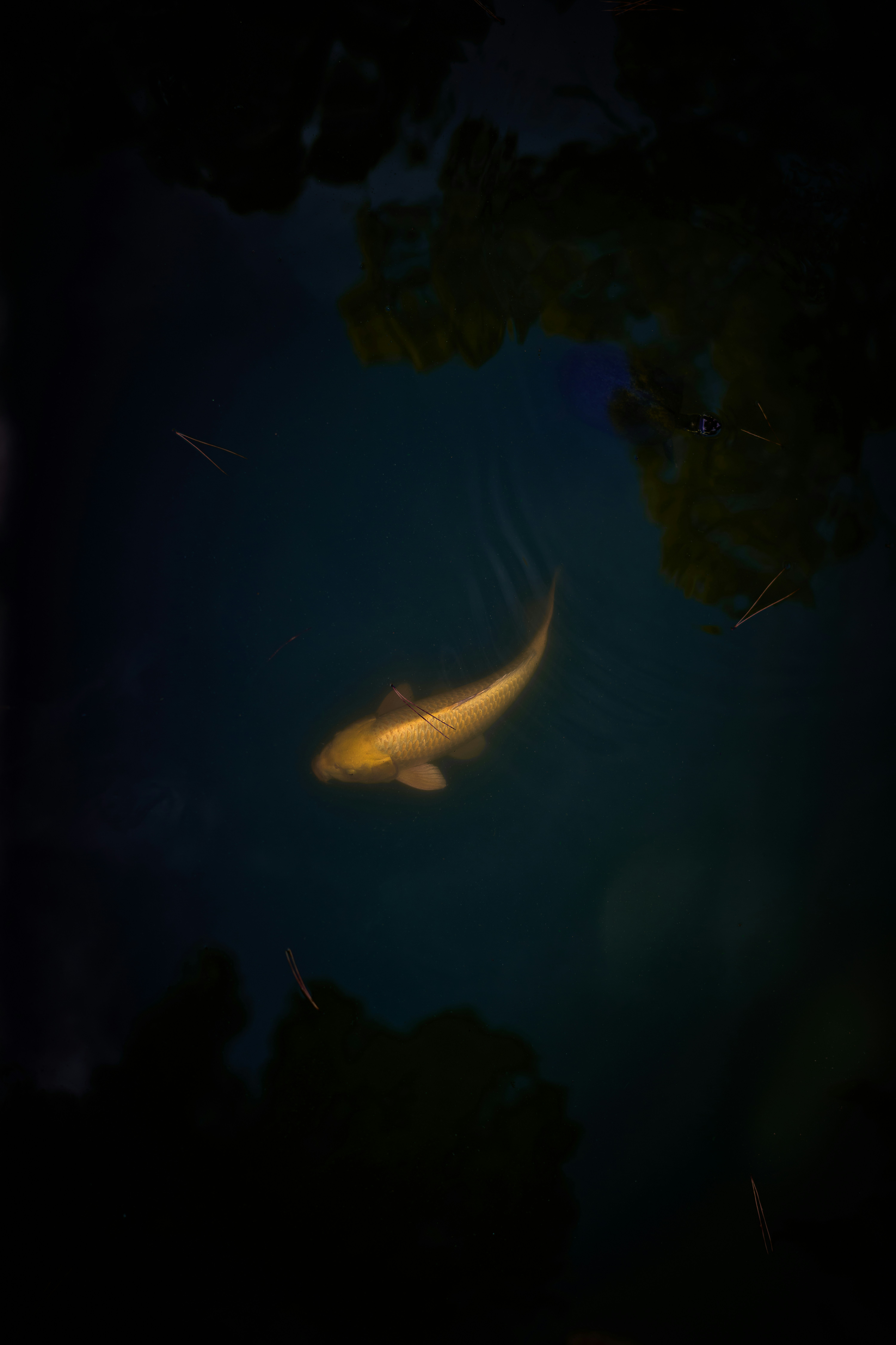 A fish swimming in a pond at night