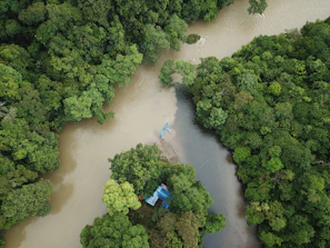 A river running through a lush green forest