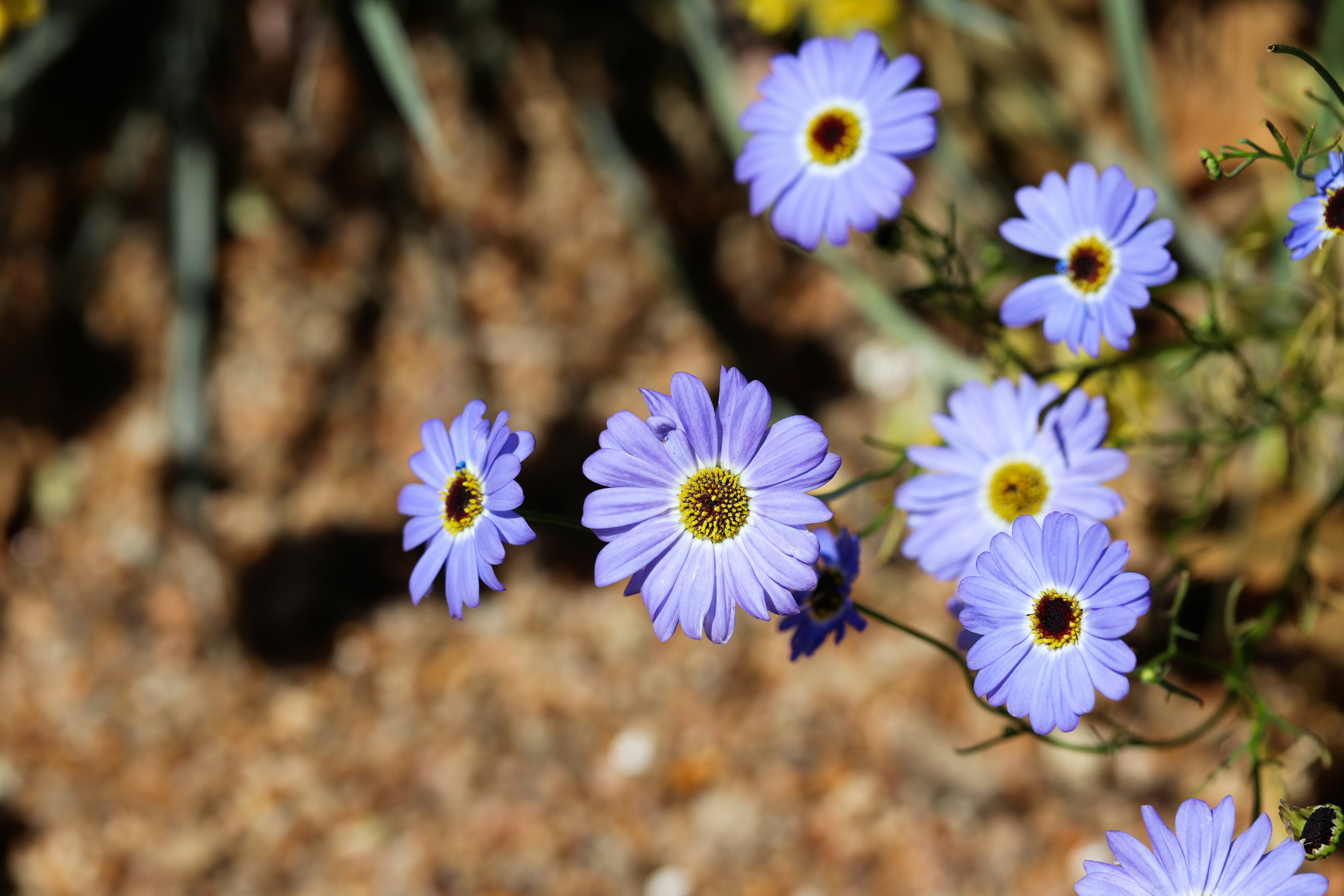 Leschenaultia