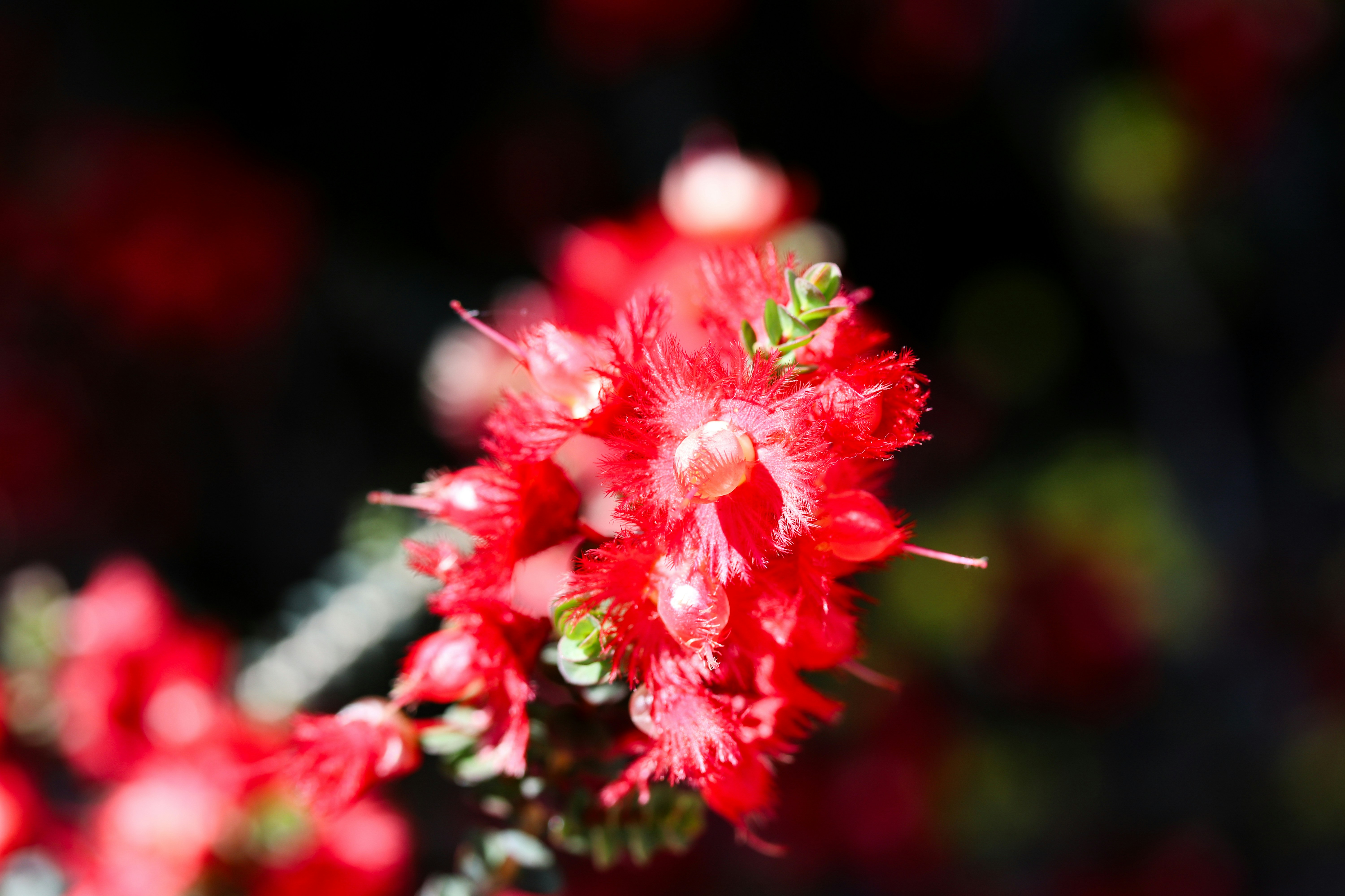 Close-up bunga merah dengan latar belakang buram