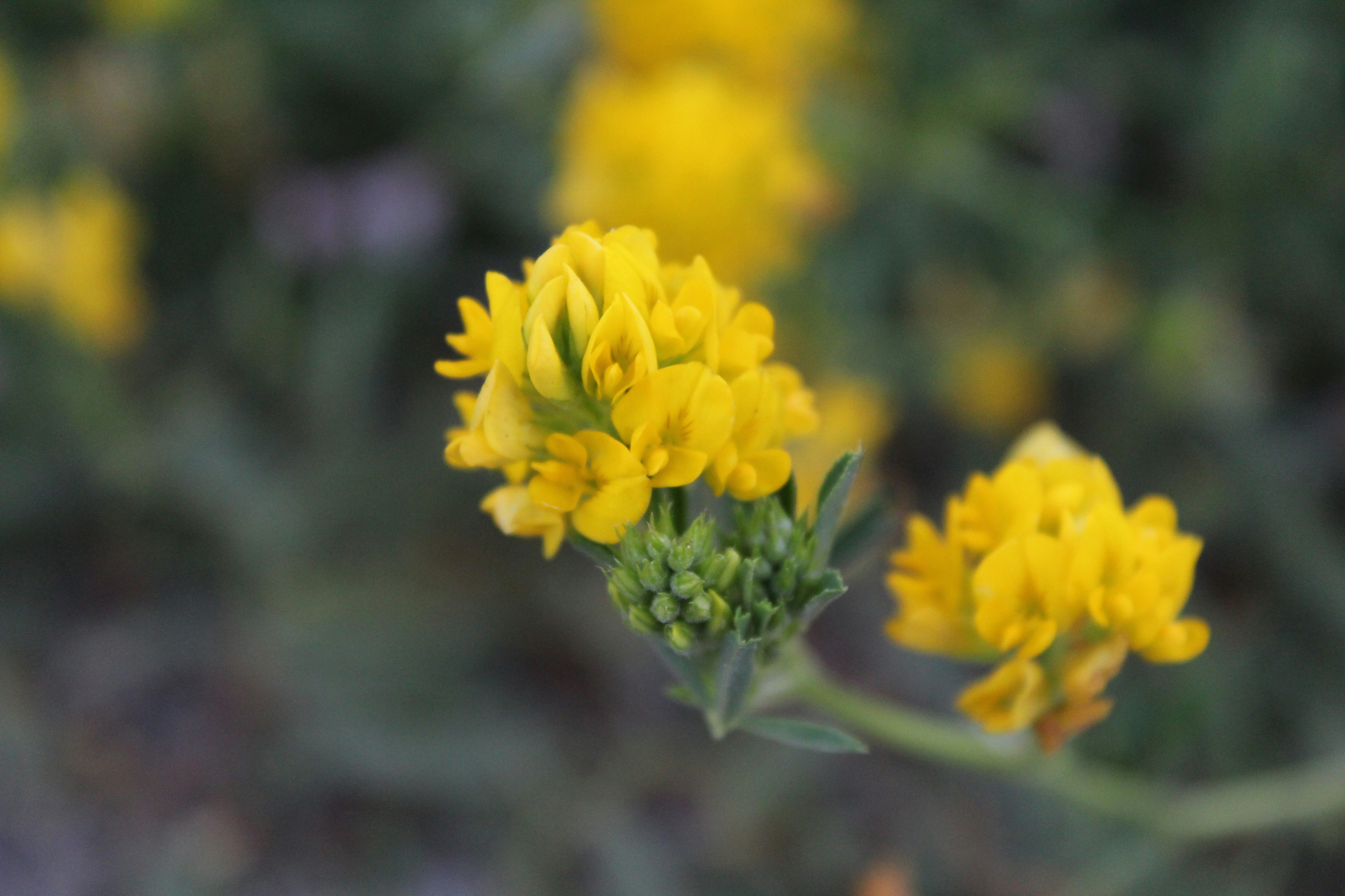 Photo by alys_skowron