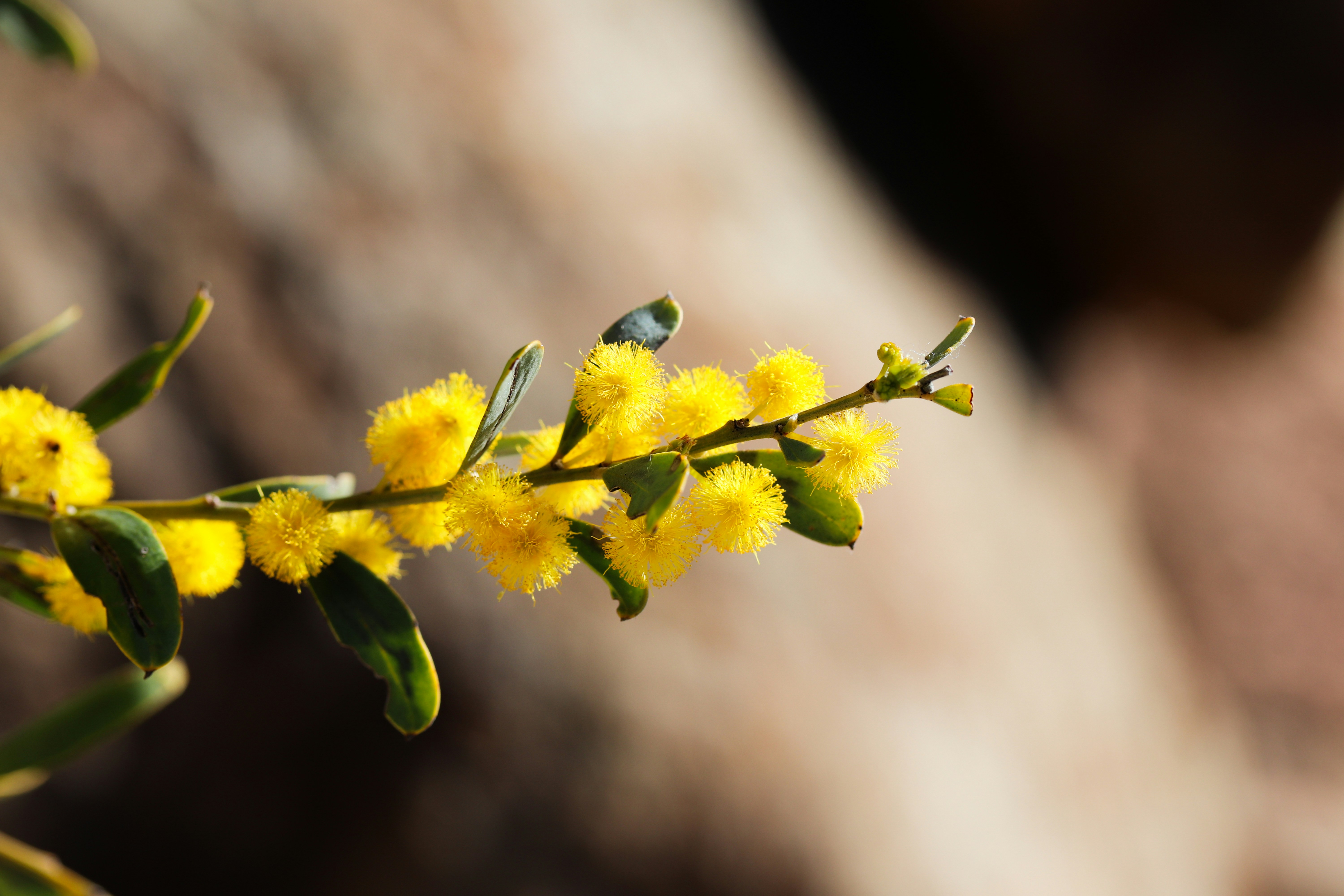 A close up of a branch with yellow flowers