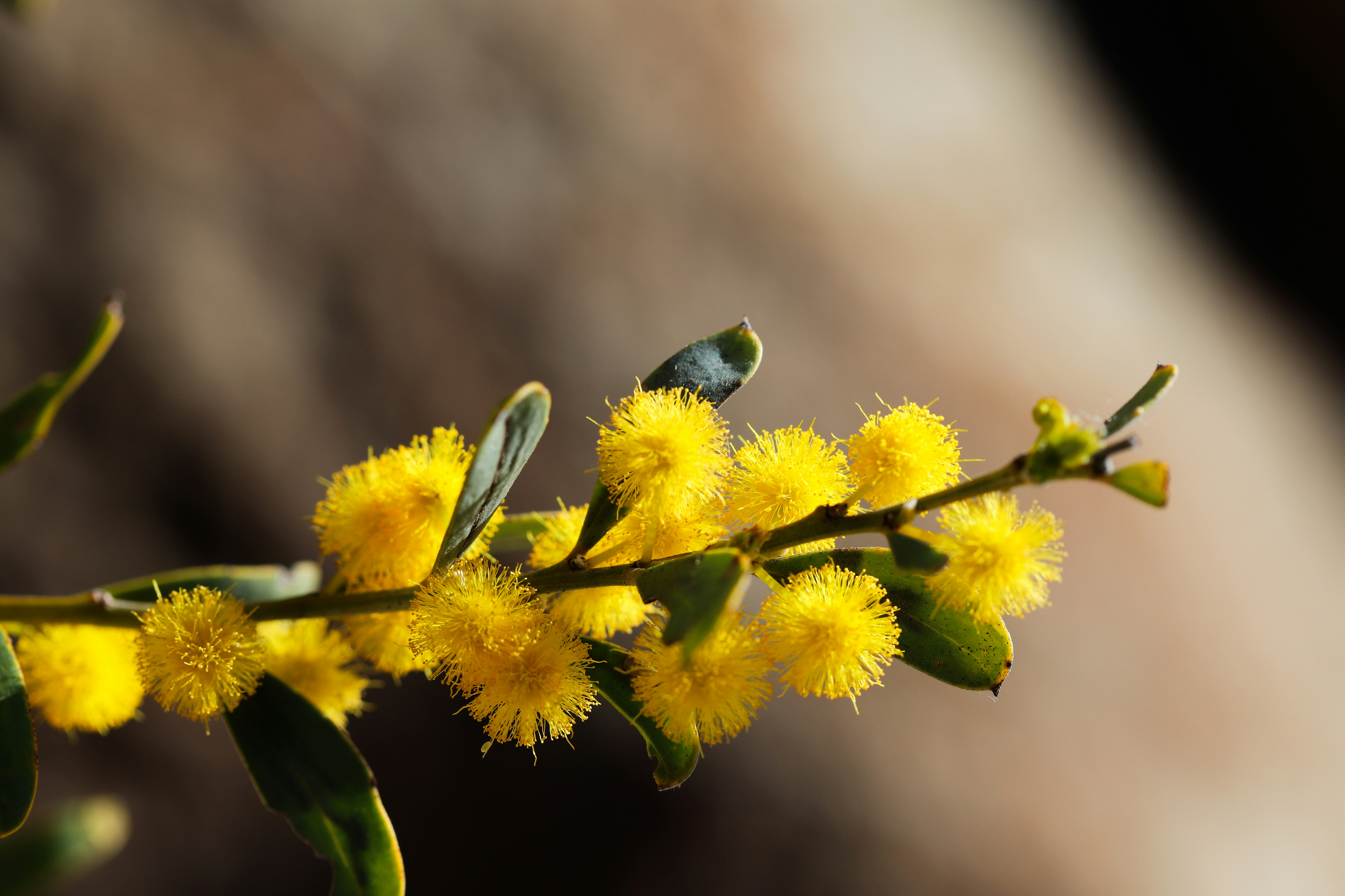 Wattle Flat, New South Wales