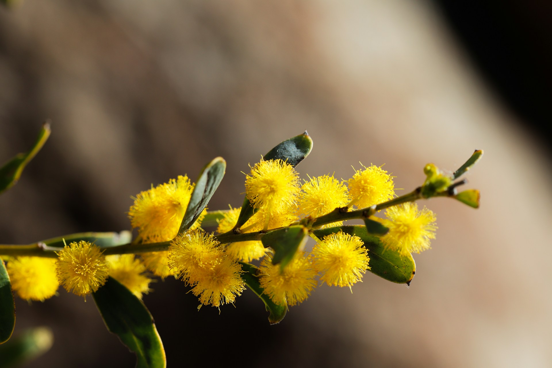 A branch of a tree with yellow flowers