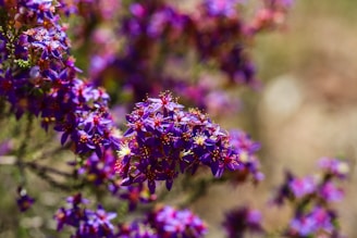 A bunch of purple flowers in a field