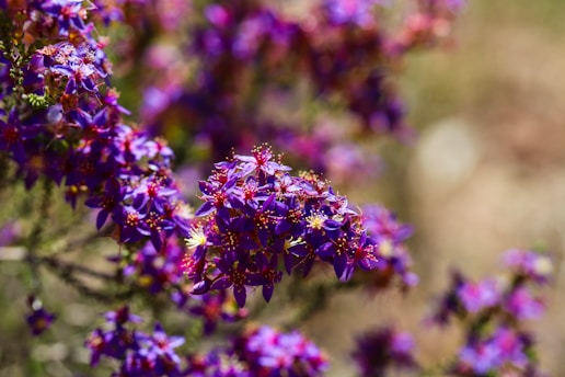 A bunch of purple flowers in a field