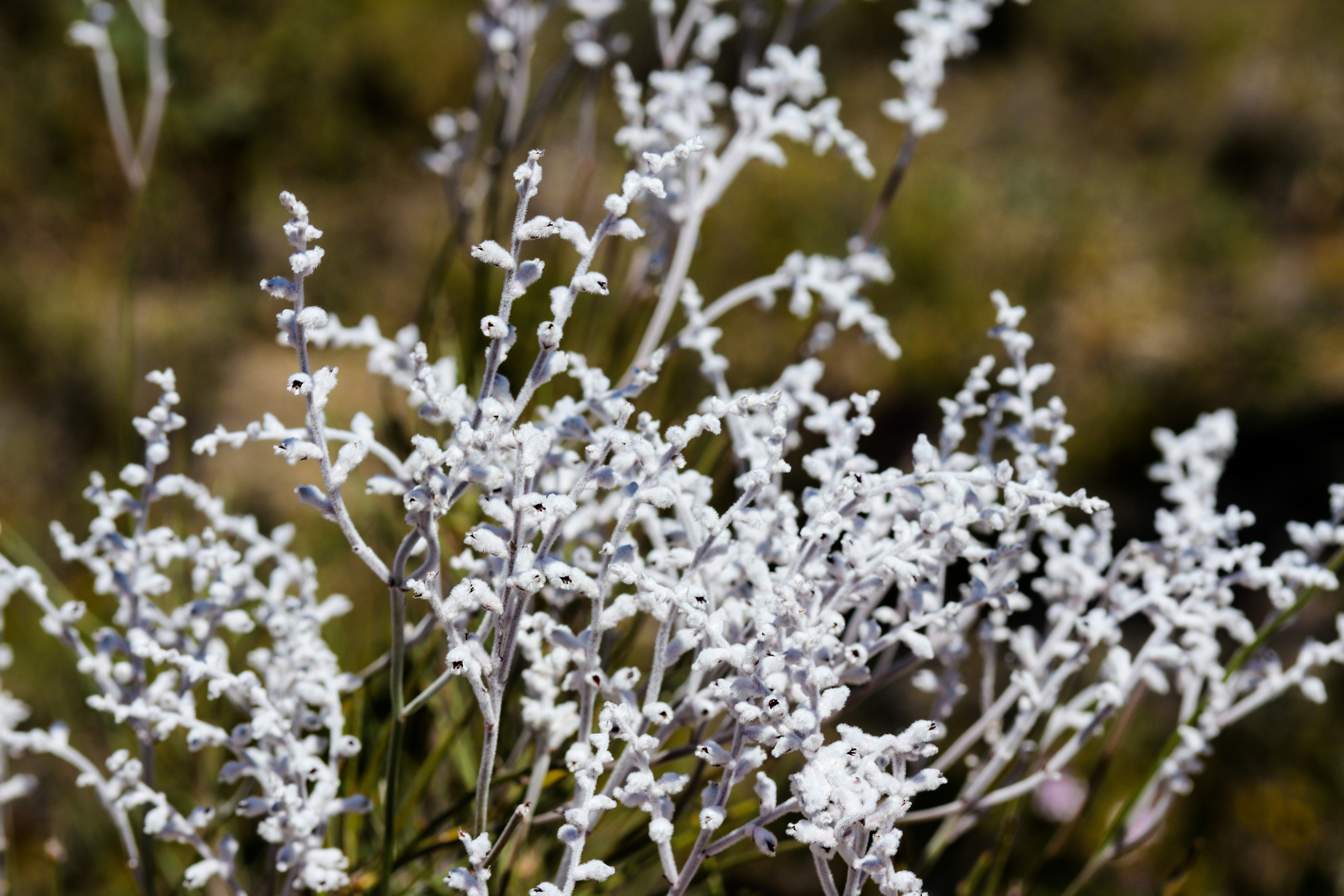 Callery Pear (Pyrus calleryana, including Bradford): An Urban Invasion (image credits: unsplash)