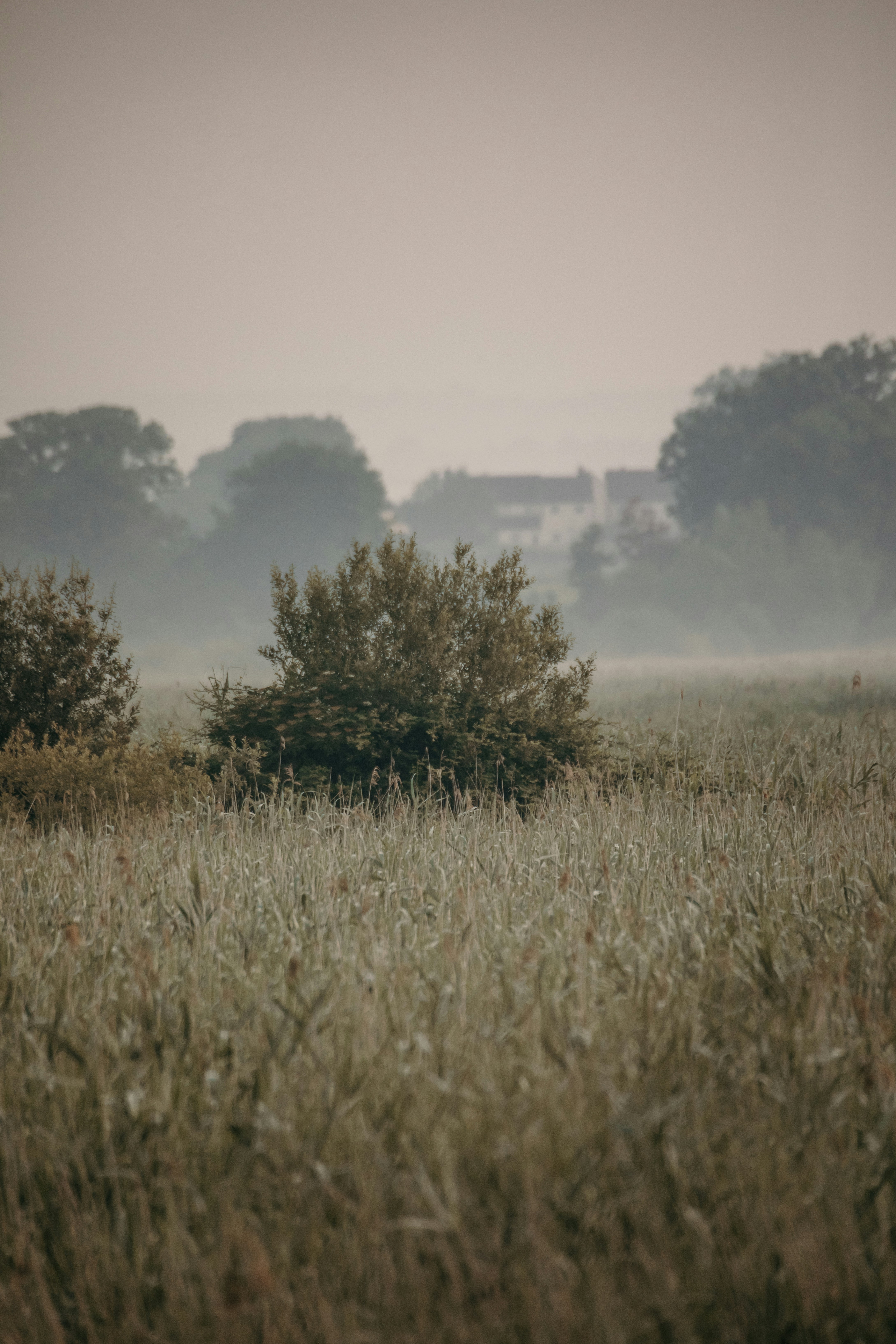 A foggy field with trees in the distance