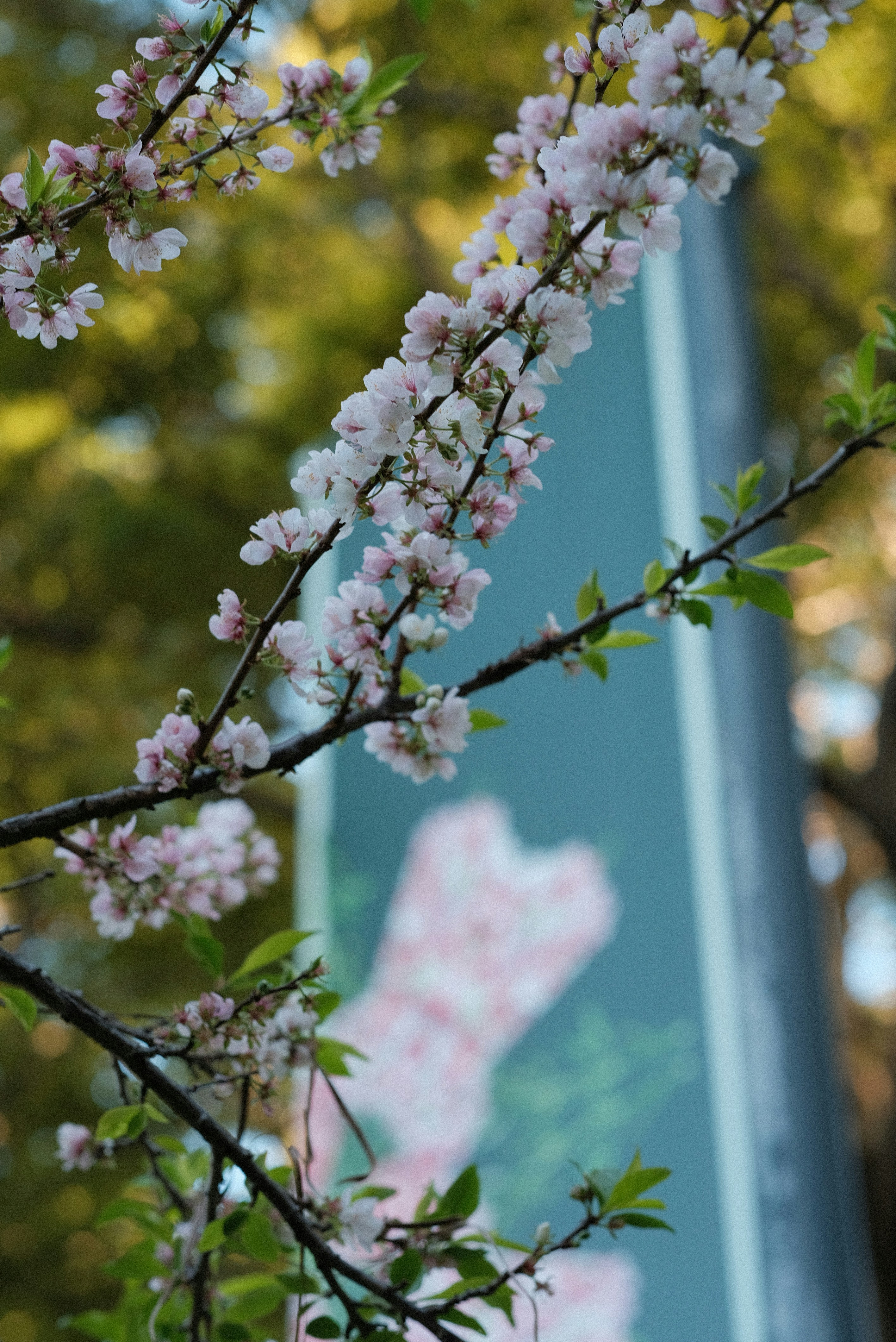 A close up of a tree with a sign in the background